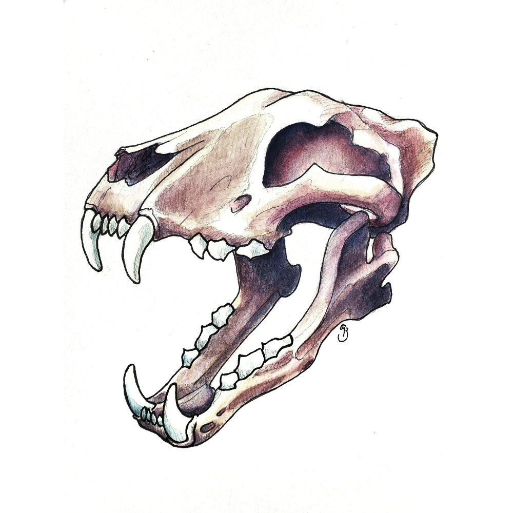 Bear Skull