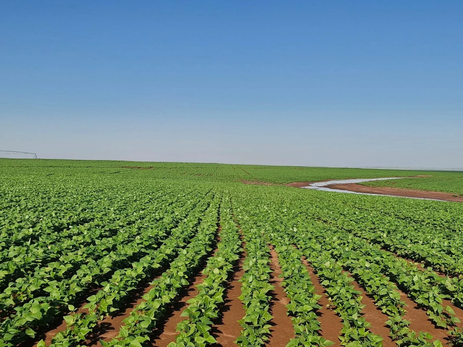 Area with 180 kg/ha of conventional fertiliser MAP 

+ 5 kg/ha of our fertiliser.