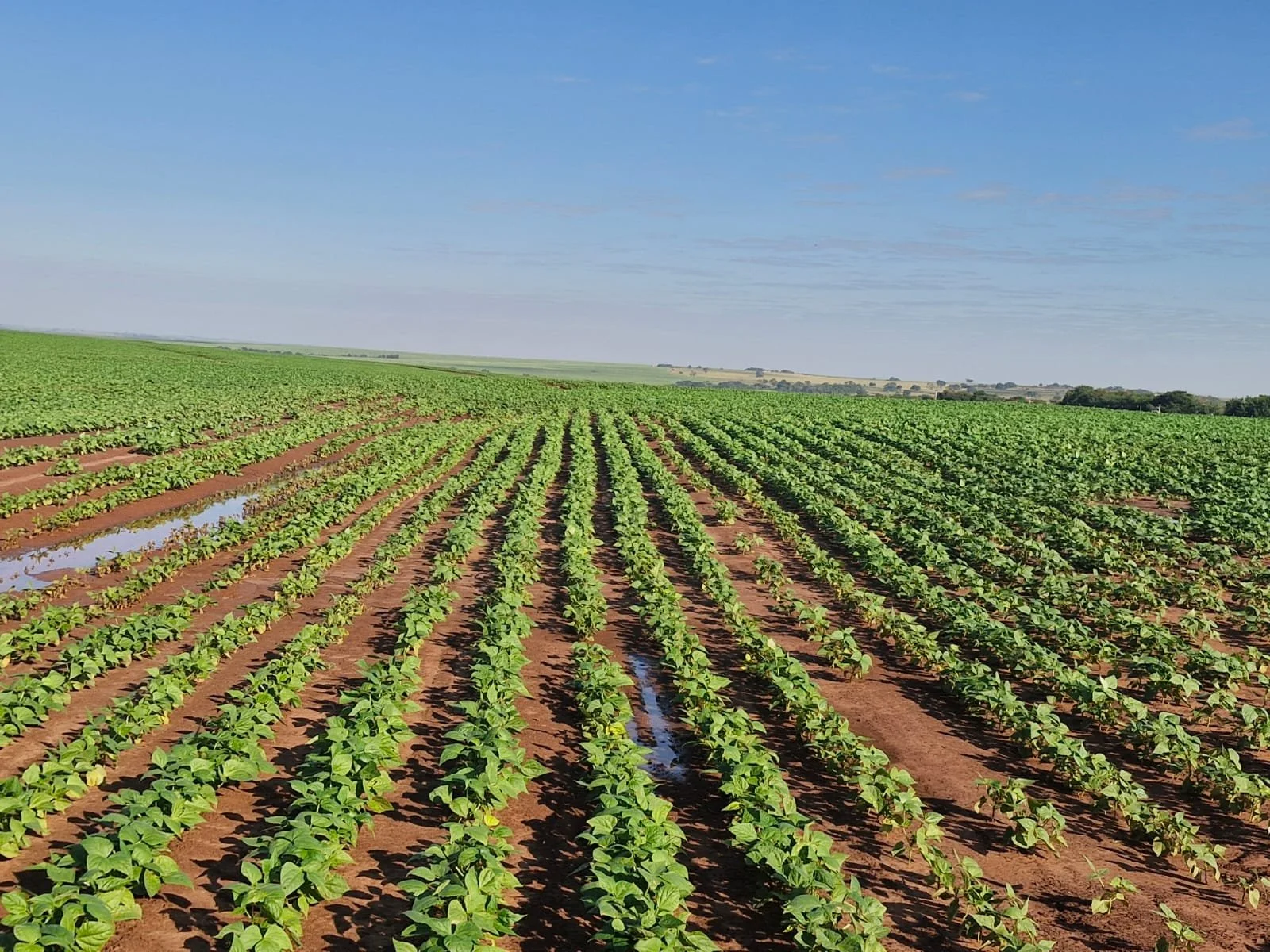 Area with 180 kg/ha of conventional fertiliser MAP.