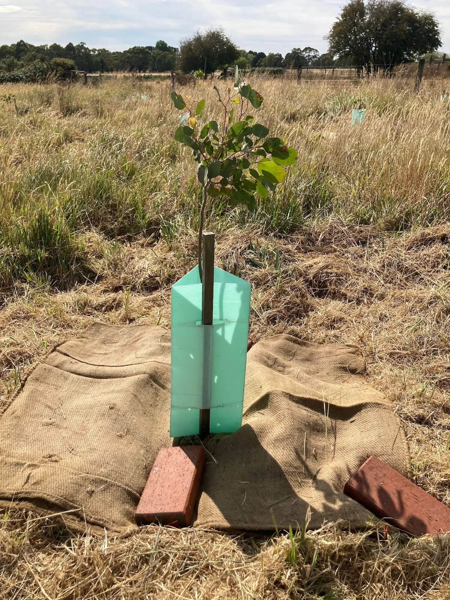 Young swamp gum with guard and hessian mulch.jpg