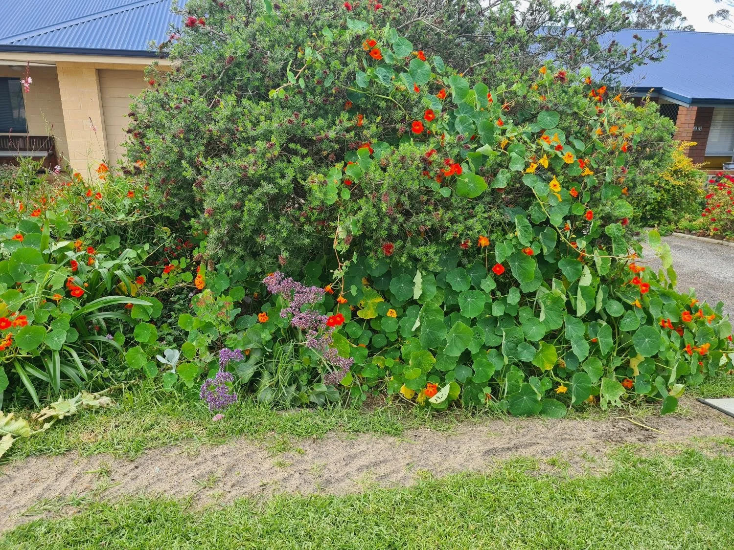 sheoak-gardening2-opt.jpg