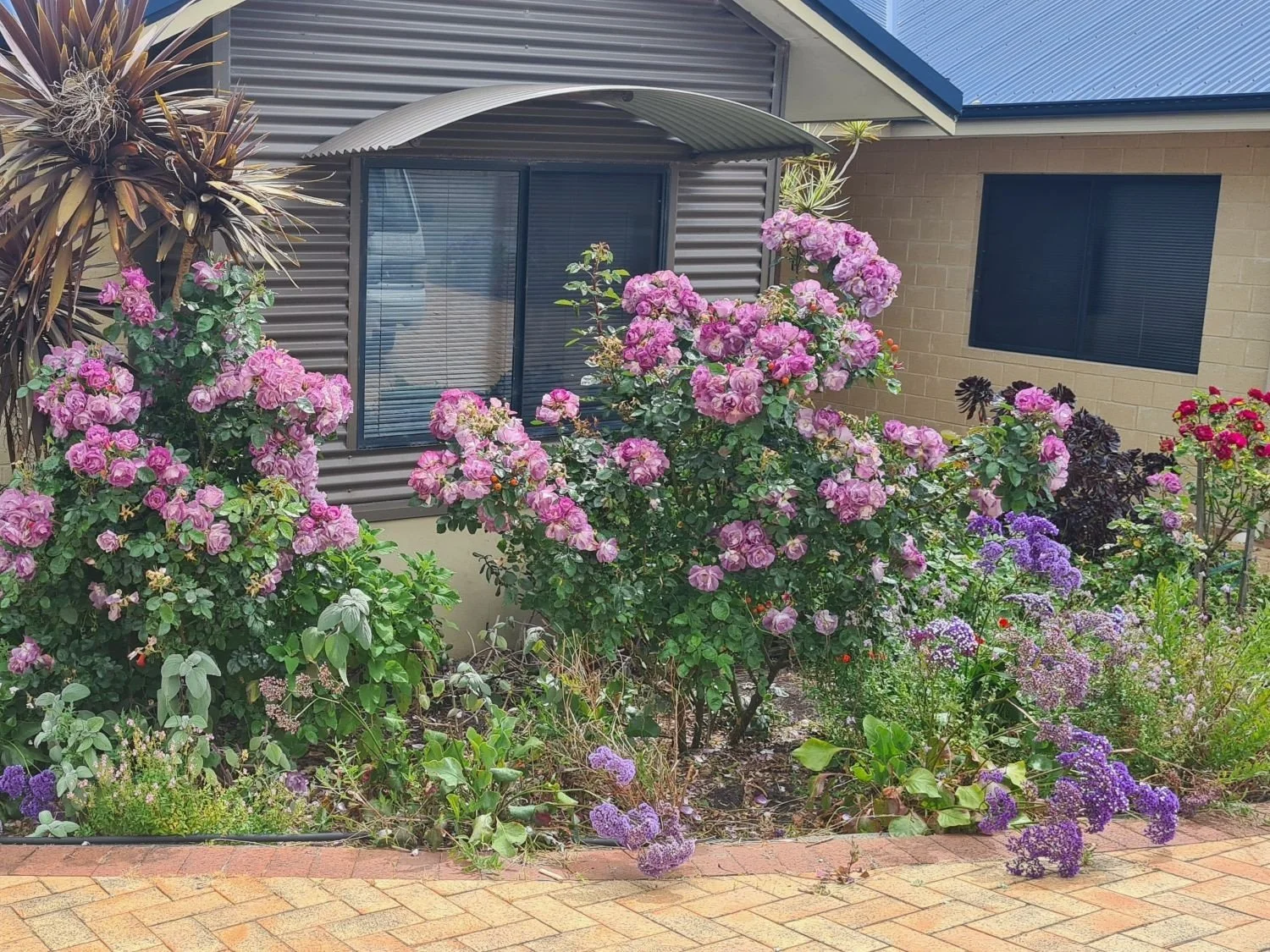 sheoak-gardening4-opt.jpg