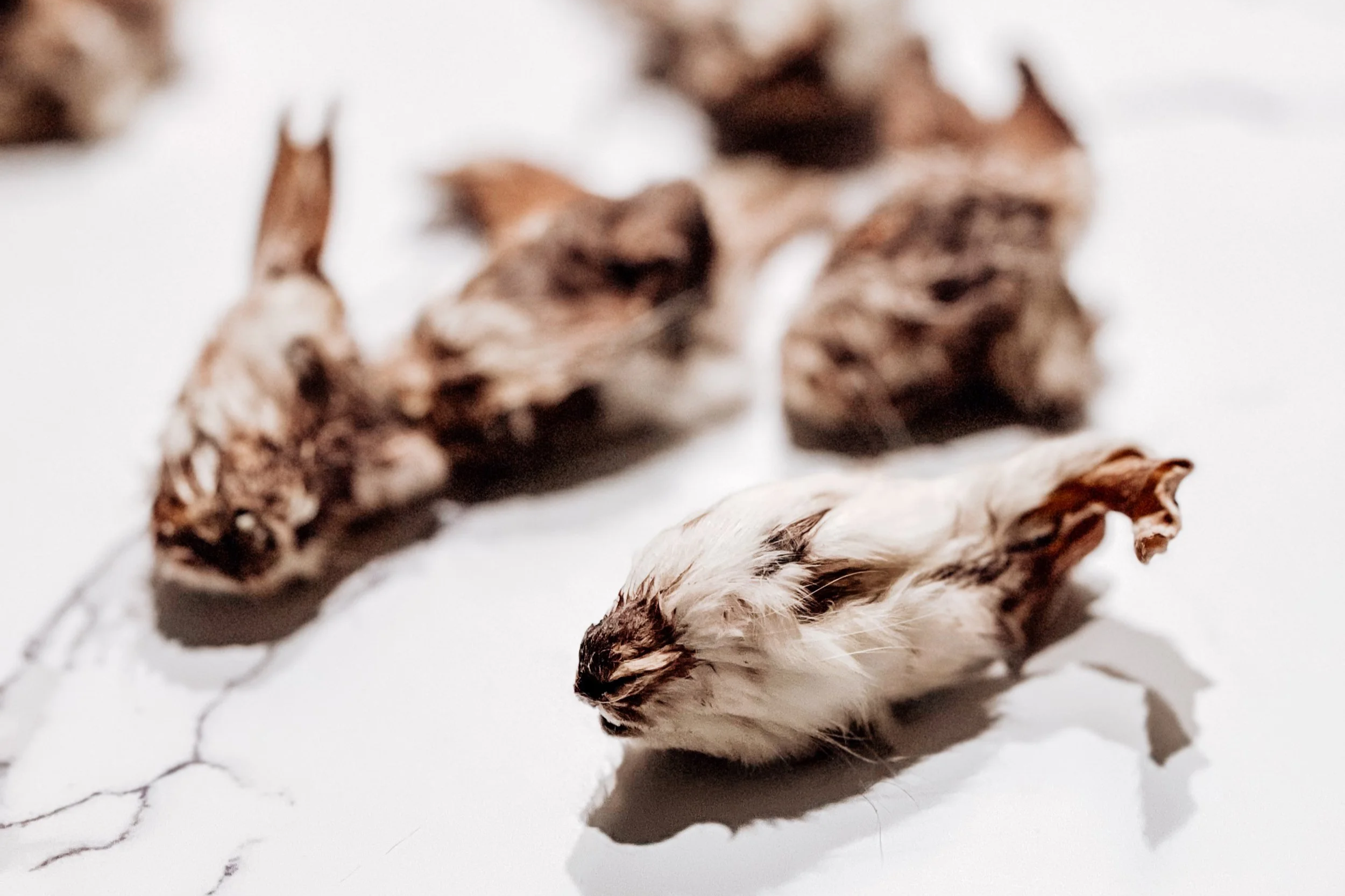 Air-Dried USA Furry Rabbit Heads