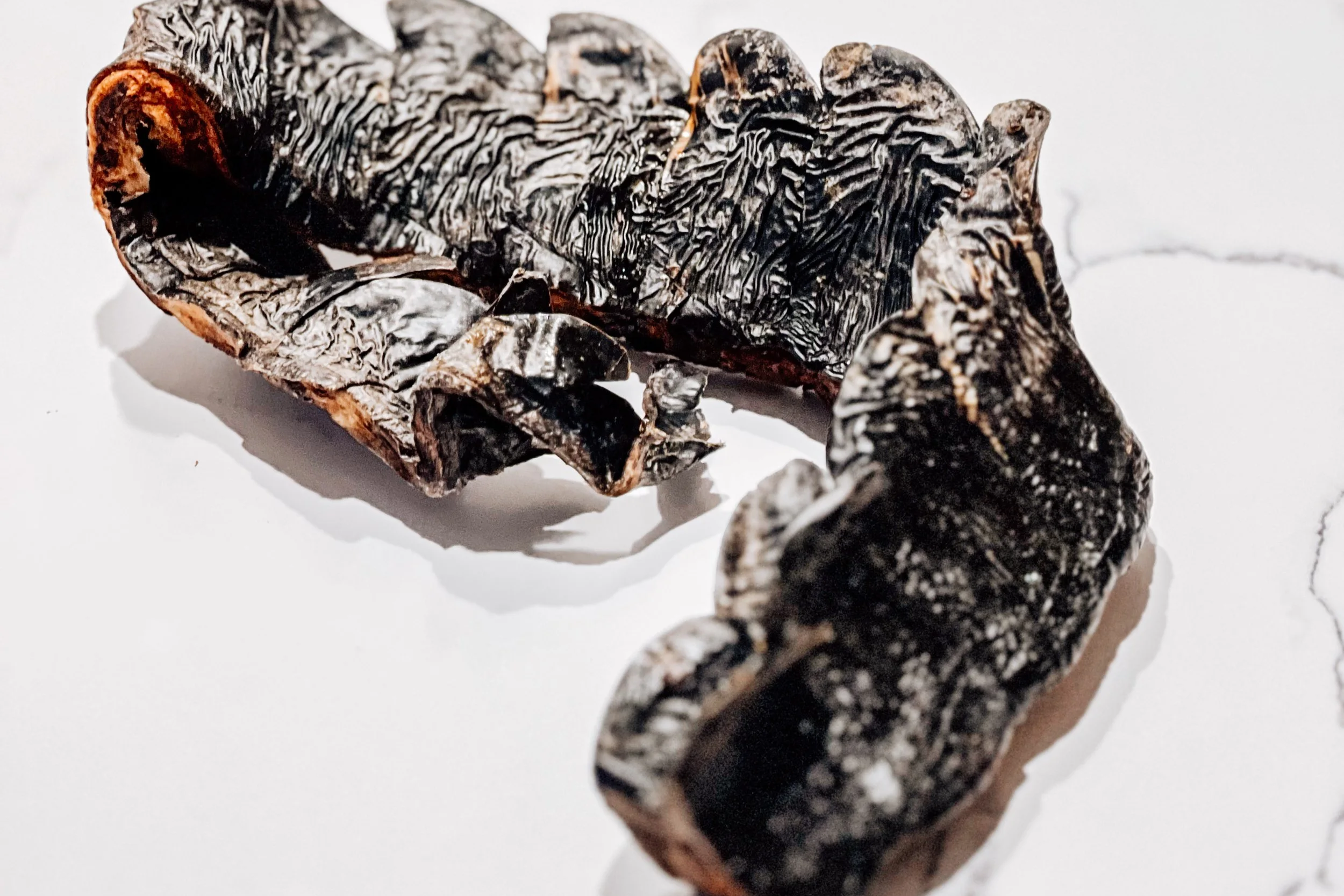 Air-Dried USA Alligator Whole Tails