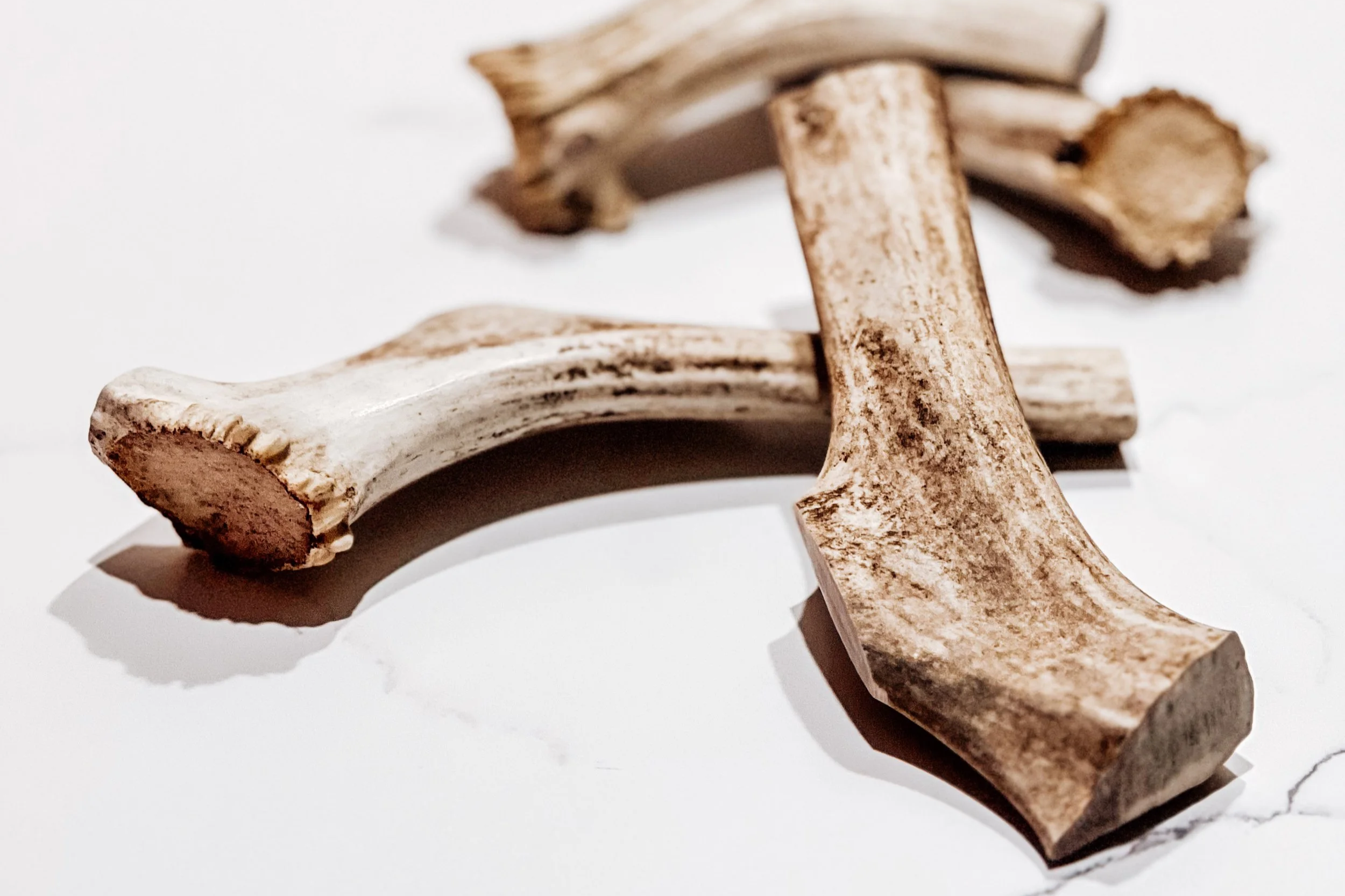 USAReindeerAntler_LG_1.png