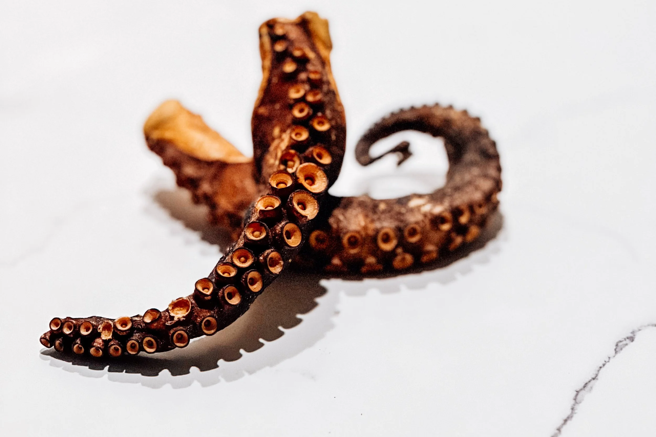 riedSpanishOctopusTentacles_5.png