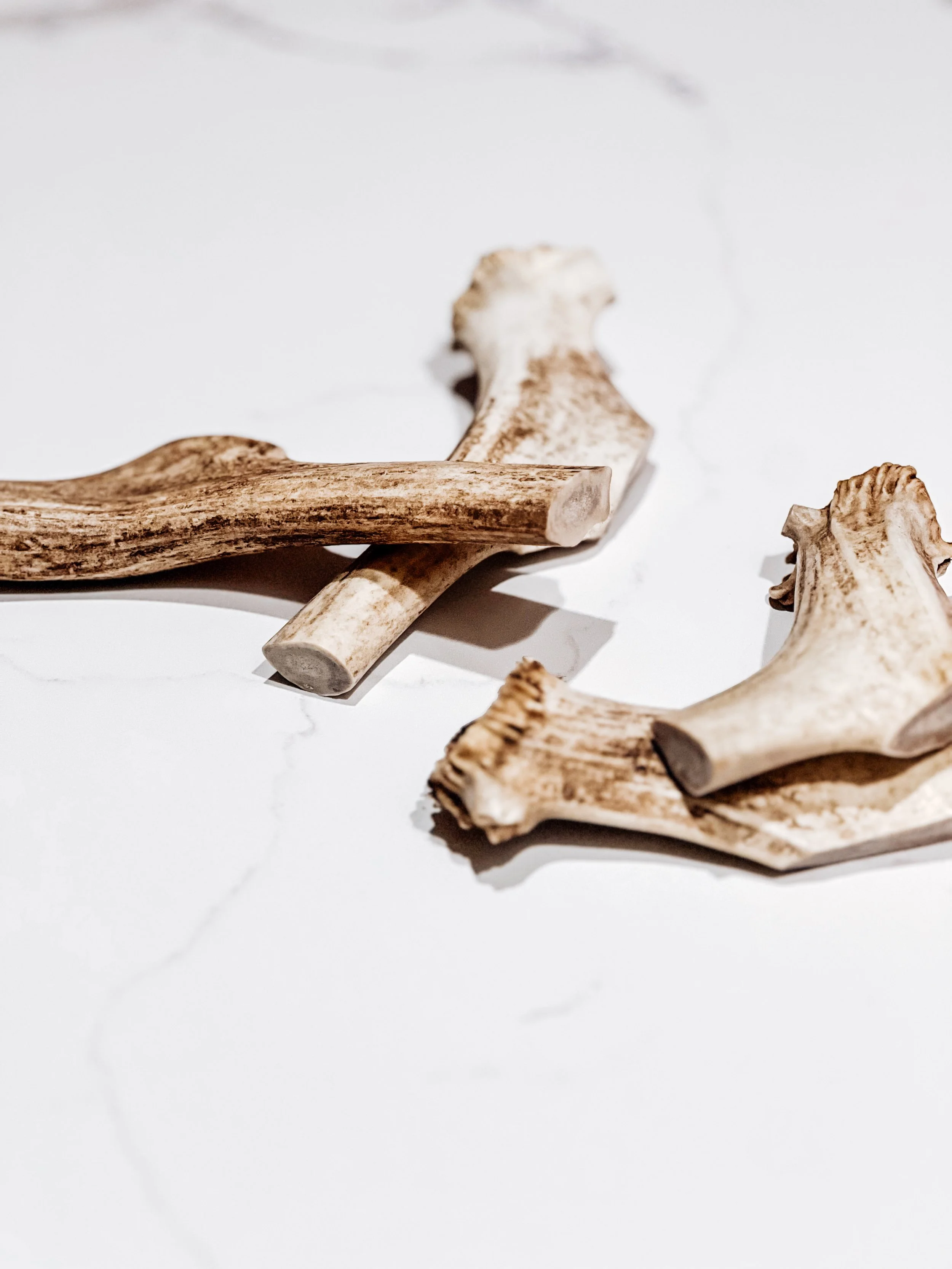 USAReindeerAntler_LG_3.JPG