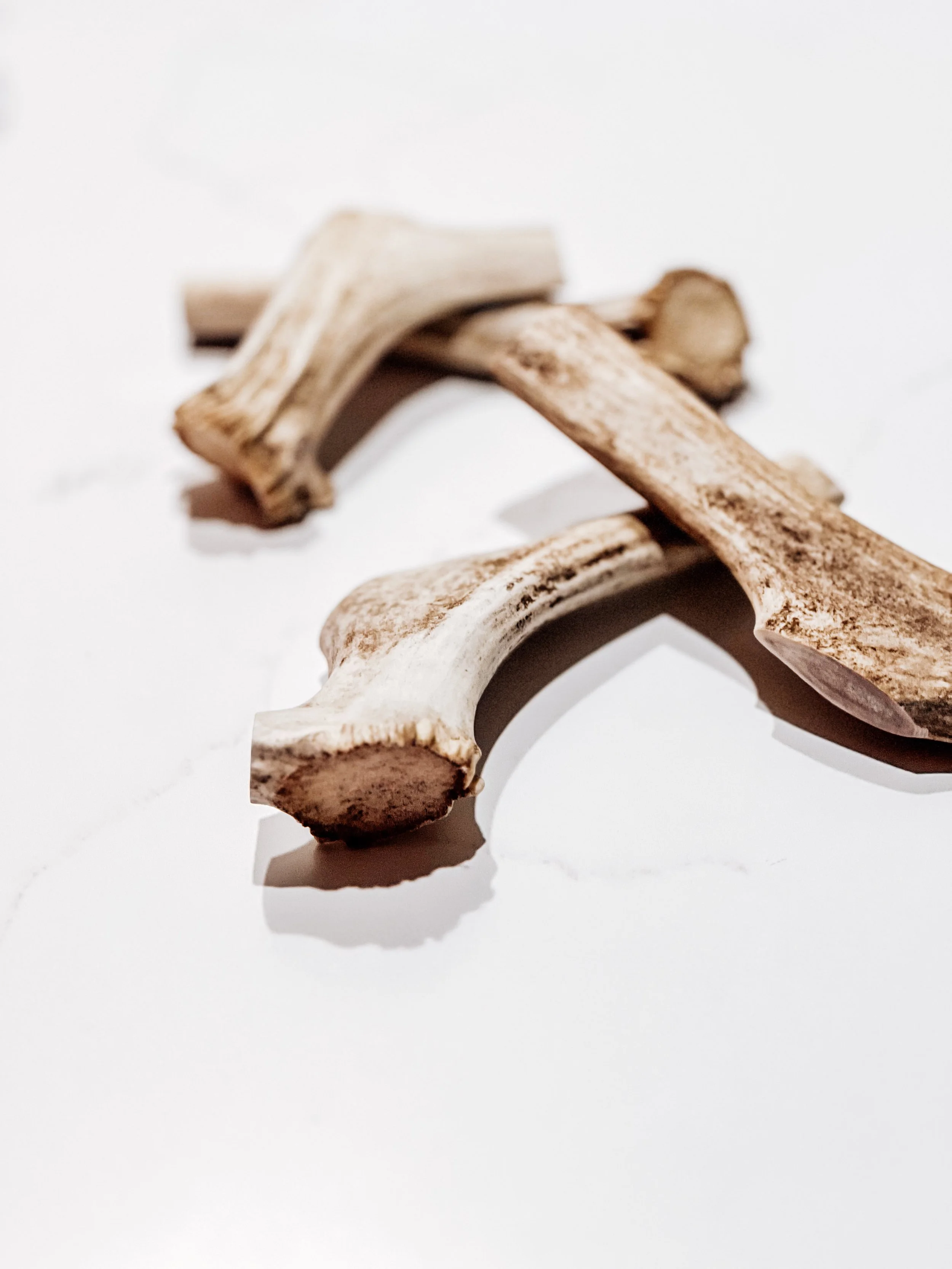 USAReindeerAntler_LG_2.JPG