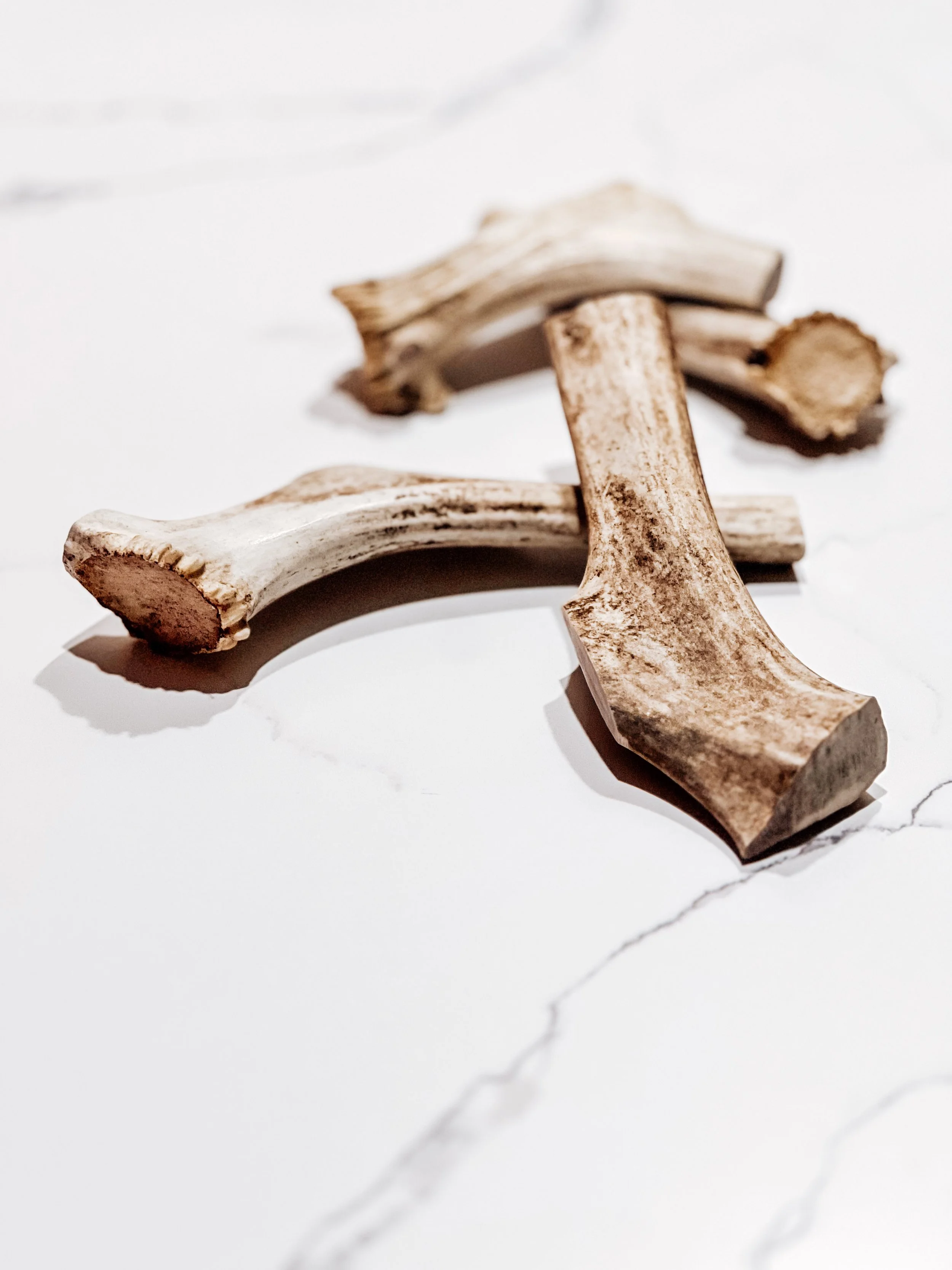 Majestic+ American Reindeer Whole Antler, 6-8" - Single
