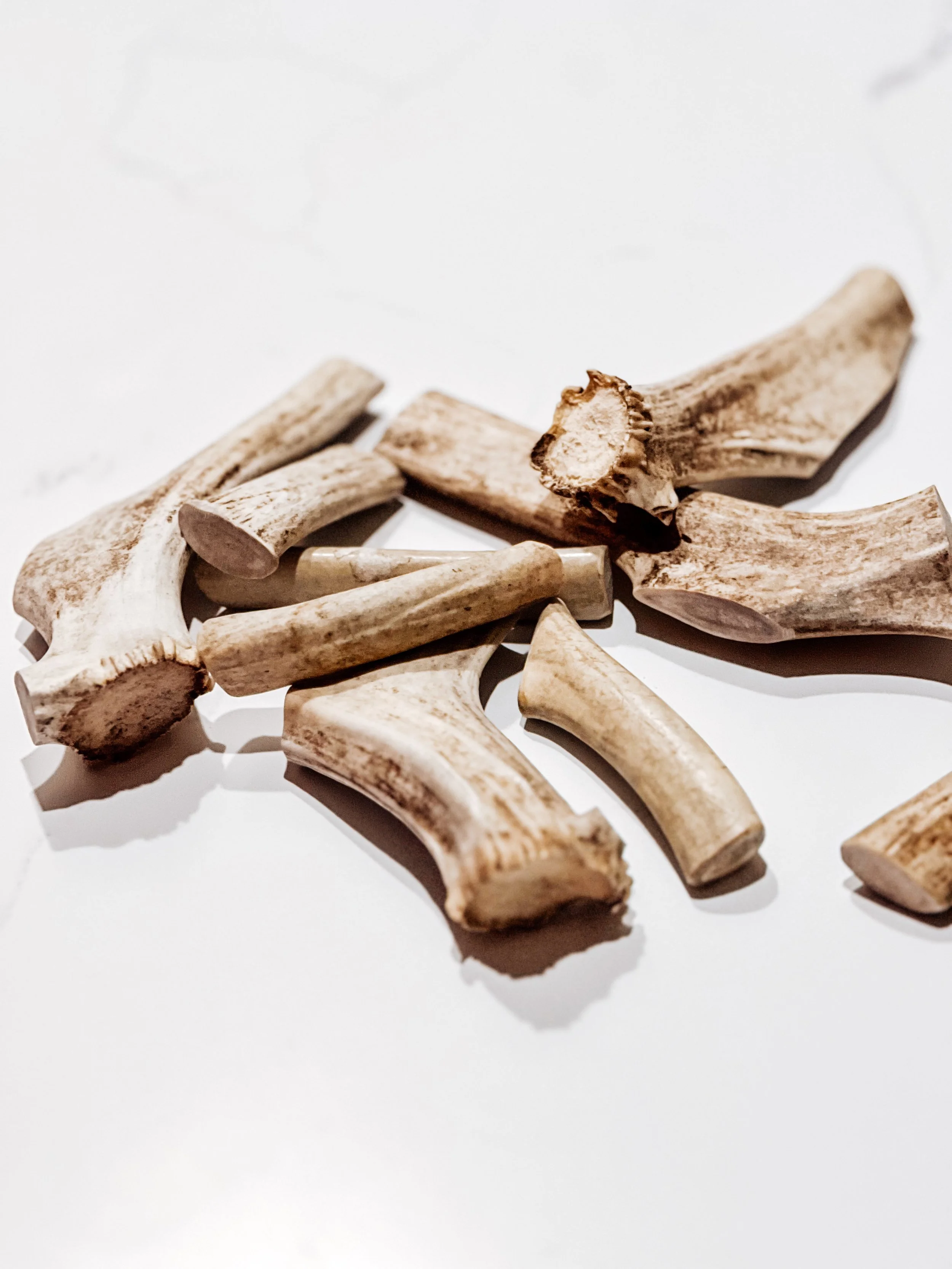USAReindeerAntlers_1.JPG
