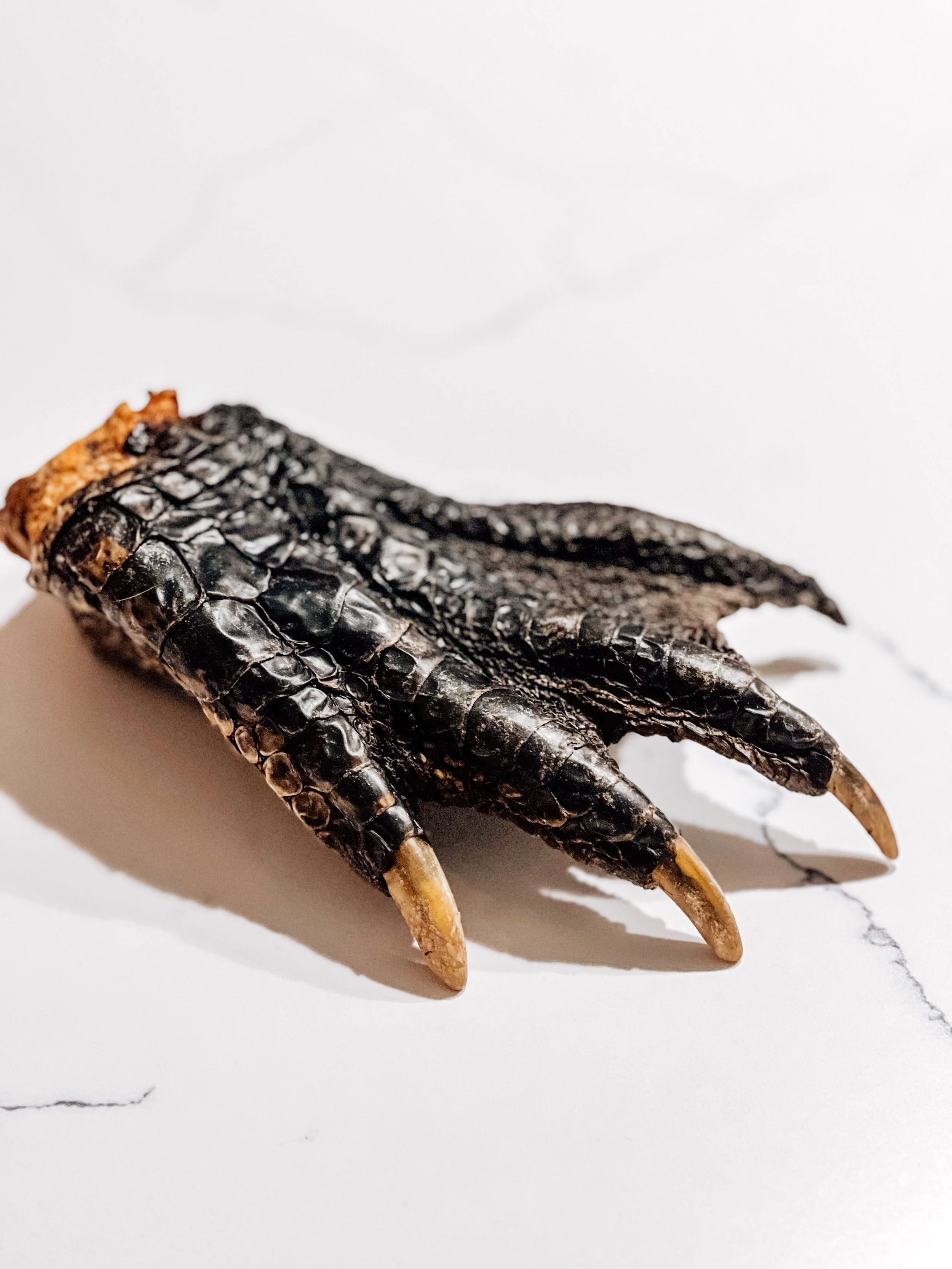 Majestic+ Air-Dried USA Gator Paws - 3XL (11-13 oz), Single