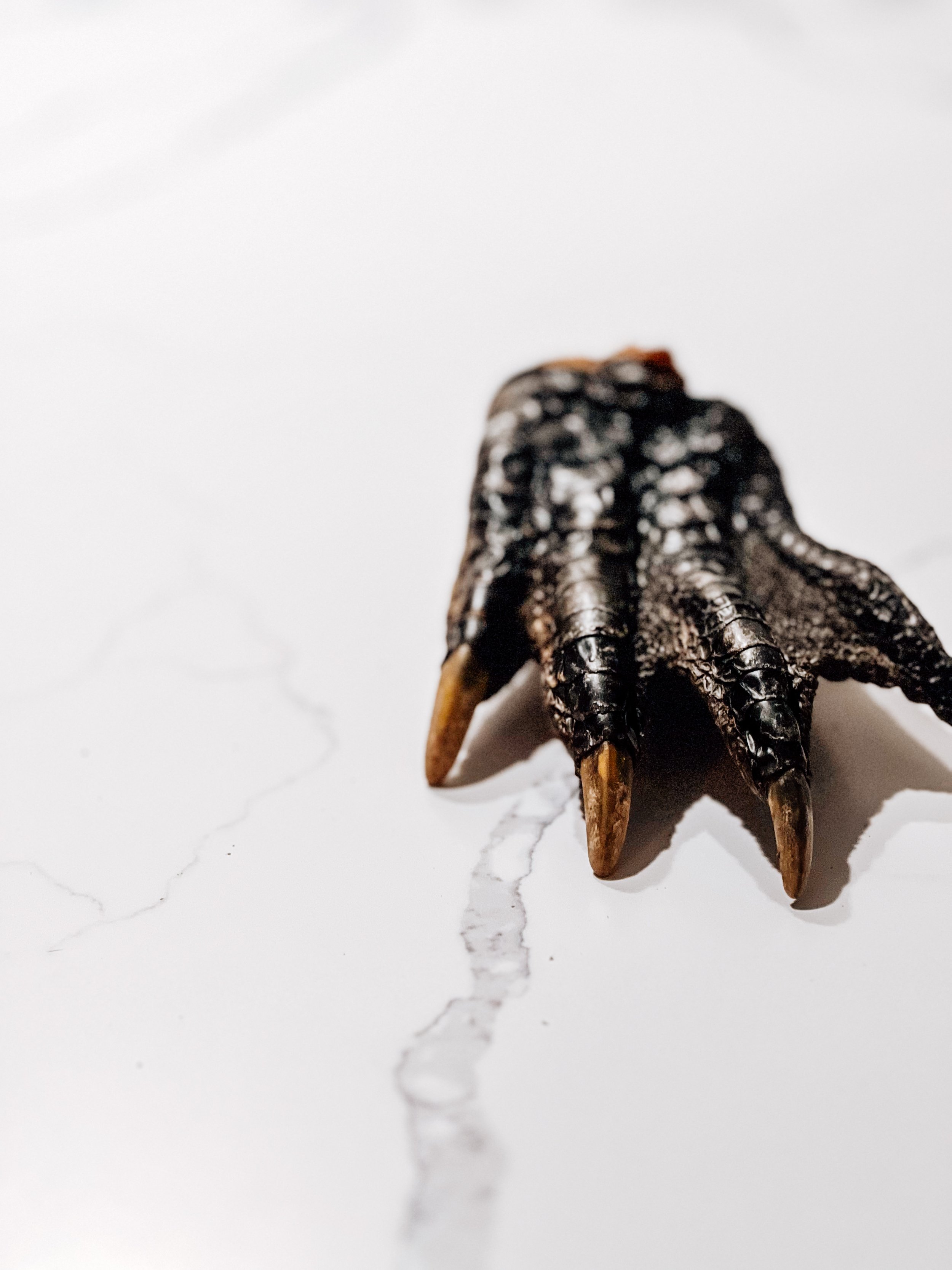 Air-Dried American Alligator Paws, MD - Pack of 2