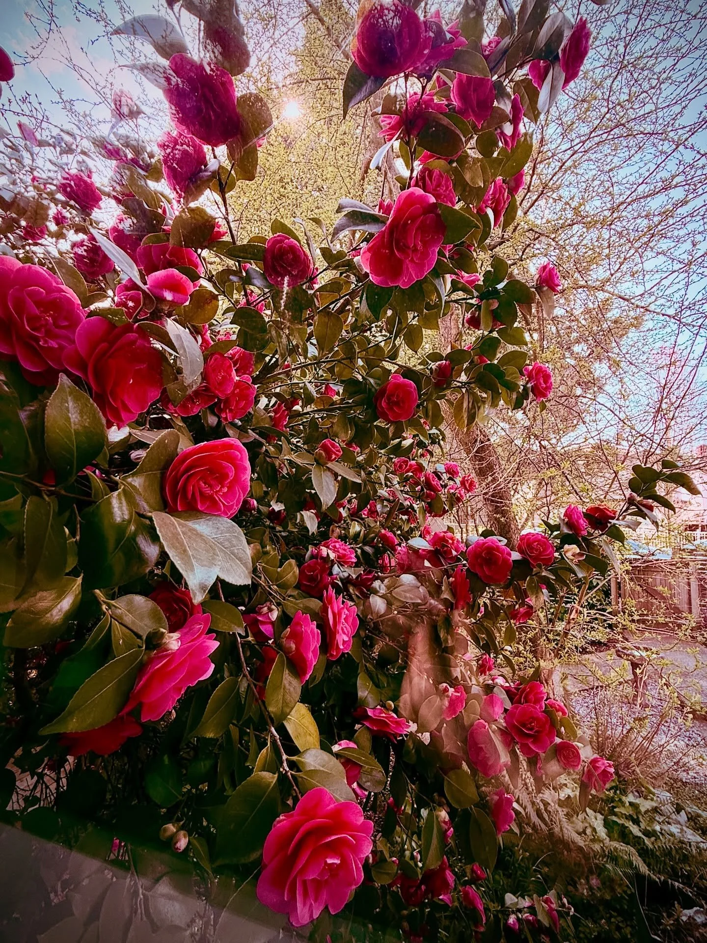 If there was ever any doubt the spring has begun to unfurl, may your views also put that notion drastically at rest. 

Apologies to the Ontario clan who are being forced to wait quite a bit longer. I shall revel on your behalf.

#spring #vancouver #f