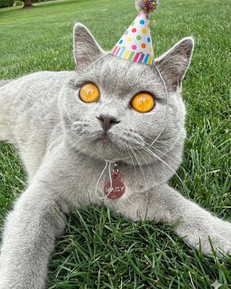 A Big Happy Birthday to my Sweet Miss Maisy.  1 year old today.  The cutest little friend for sure. 🩷 🐈&zwj;⬛ 🐾