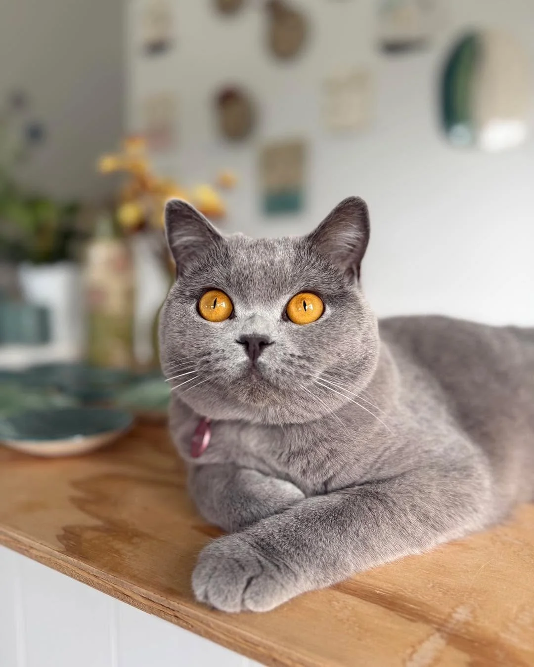 It&rsquo;s a .. hang out with mum in the studio kinda day 🐾🐾 - Miss Maisy 🩶 #studiolife #smallbusinessowner #britishblueshorthair