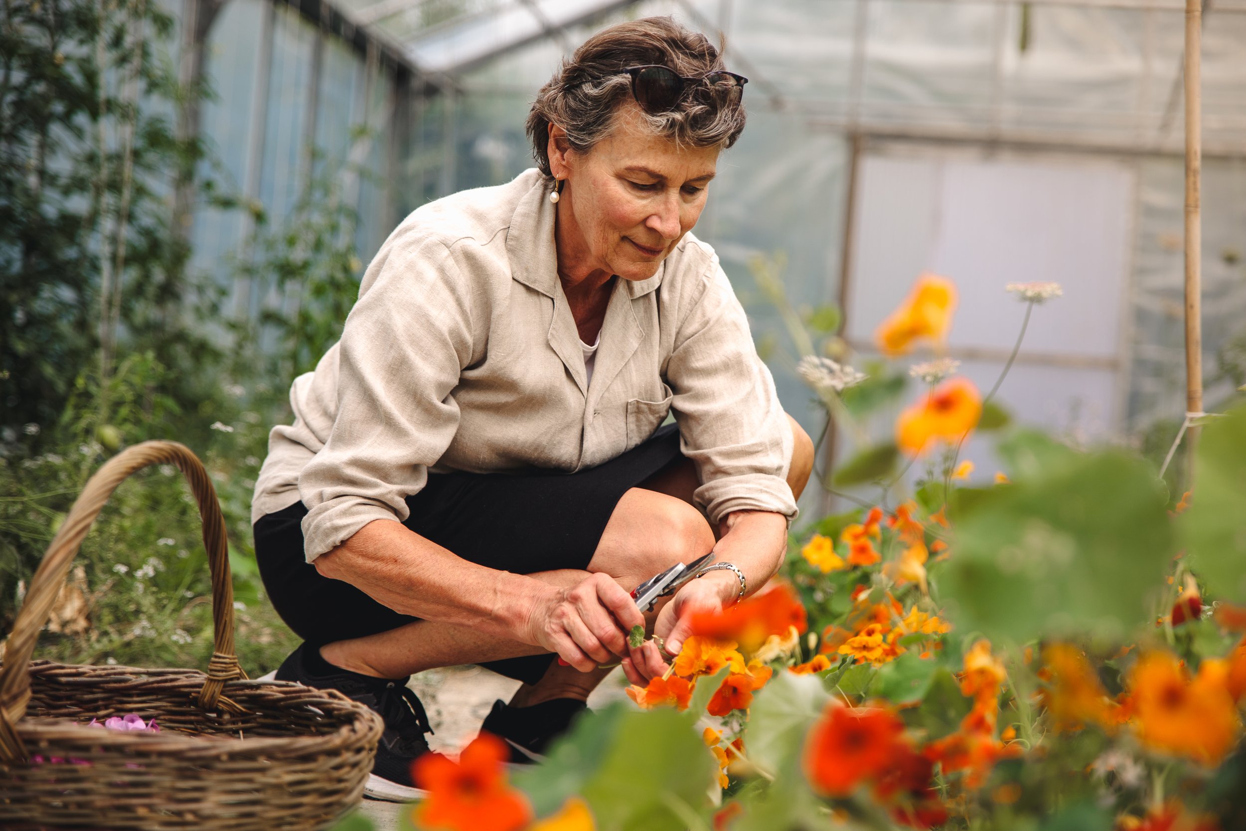 Person som klipper orange blommor i ett växthus, med en korg bredvid.