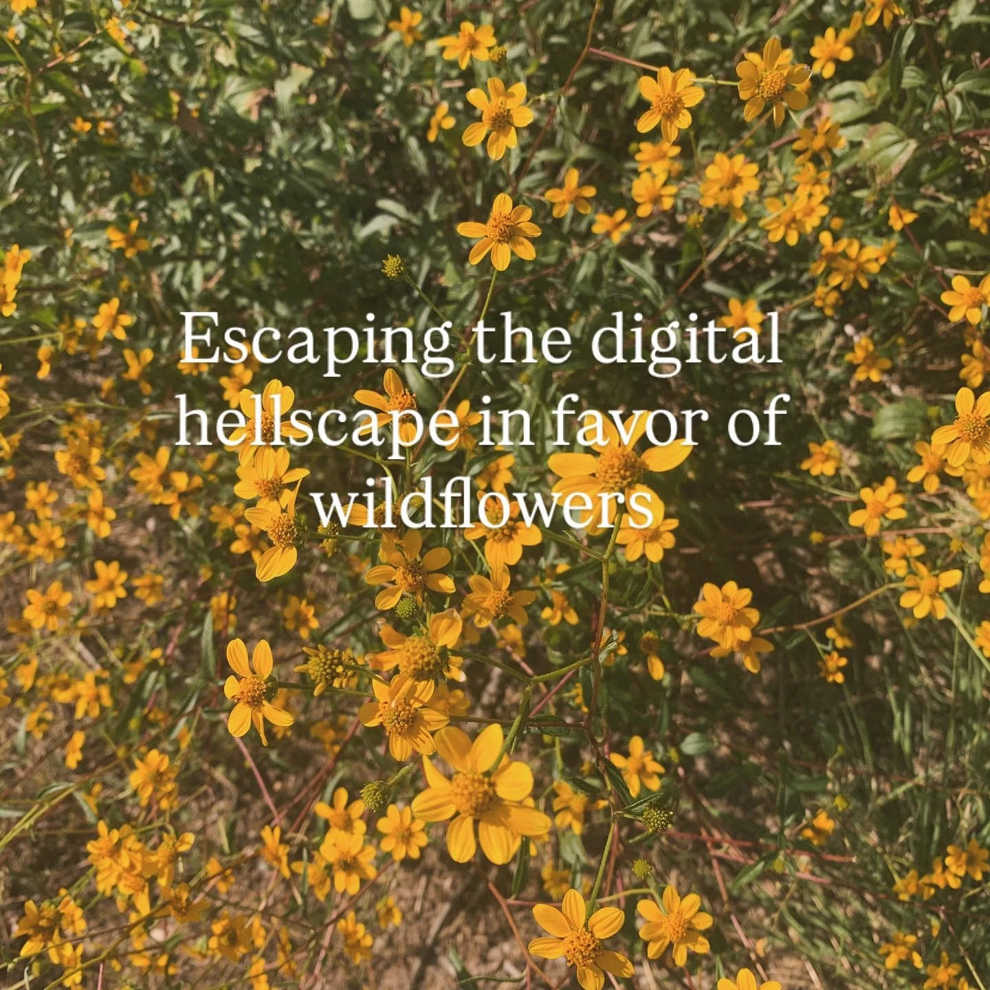 Just a tiny, microscopic, you&rsquo;ll-barely-notice-I&rsquo;m-gone, break. 

It&rsquo;s midterm. I&rsquo;m in need of some mountains and crisp air. See you later, alligators.