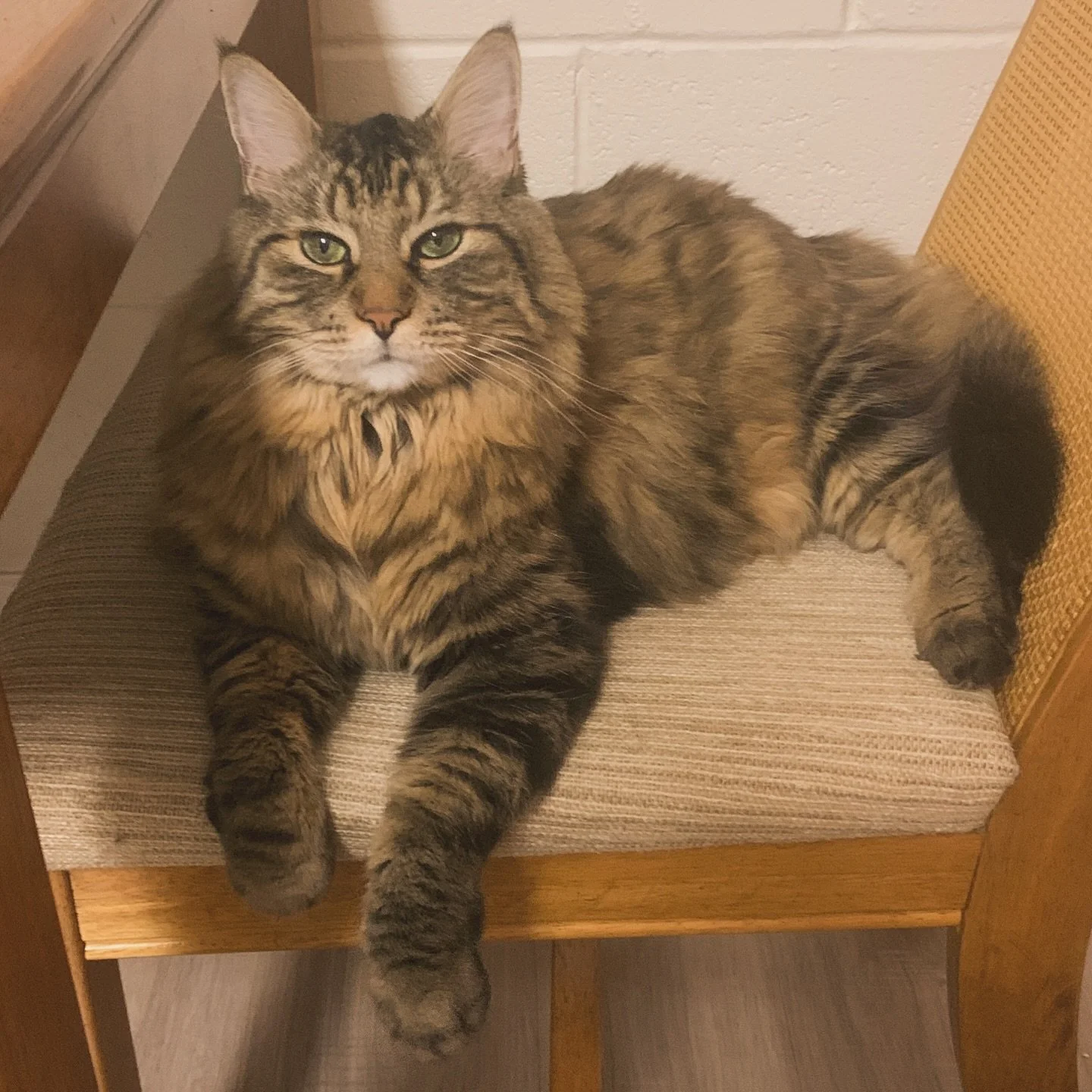 Germain knows how to pose for a photo. Look at that smize. The well placed paw, toe beans flexed for max effect. Majestic little beast has been terrorizing me for 12 years!