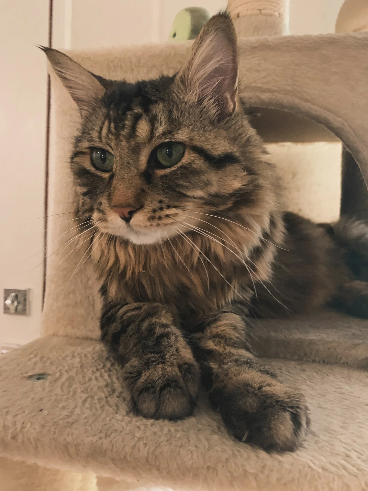 My wonderful writing assistant Germain has been diagnosed with hyperthyroidism. Luckily he has a great vet and we got him on meds right away. Giving him extra love and cuddles while he adjusts and recovers. 

This guy has been a great CP and editor t