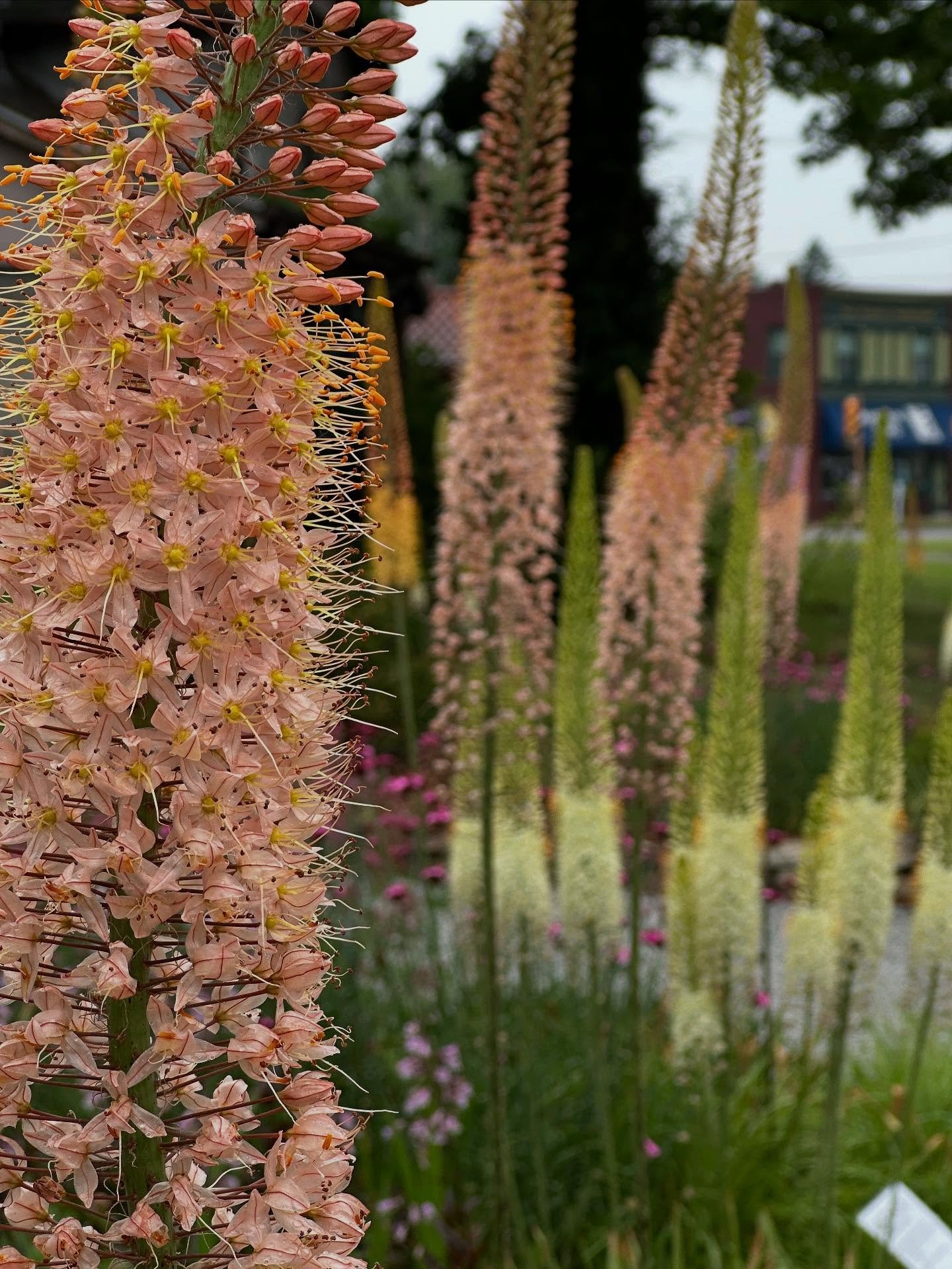 The Foxtail Lily are in *peak bloom* (and the pollinators are looooving it!), and pretty sure every single human who stopped by today also asked about them (and we absolutely love that!) 

These impressive specimens are planted in the fall, and if yo