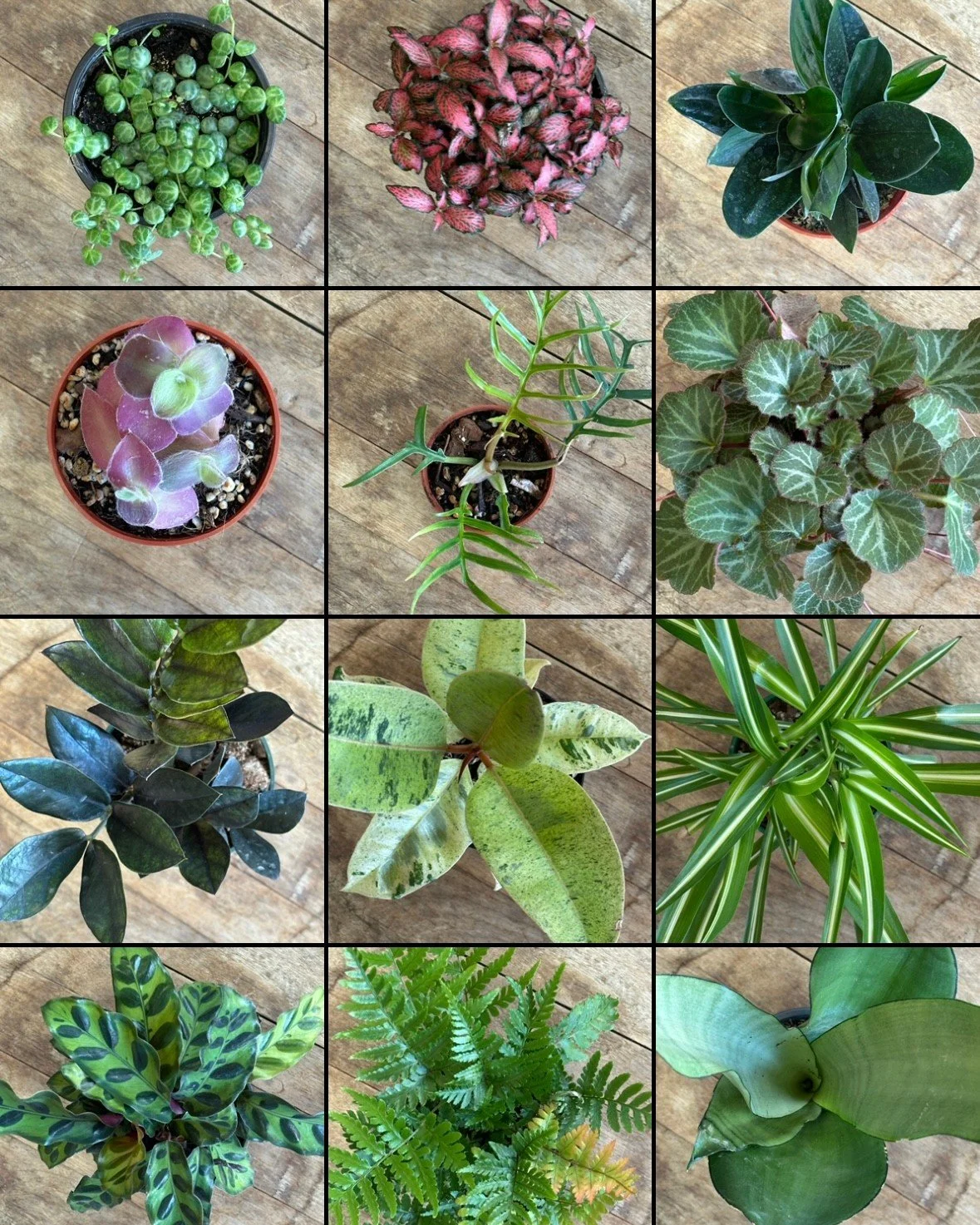 SO MANY PLANTS!
Now that The Lot is closed for the season, expect to see more from the indoor world inside The Botany Shop. The windows are stocked heading in to the weekend - maybe you should stop by for a slice of cake from Reverie Cakes and grab