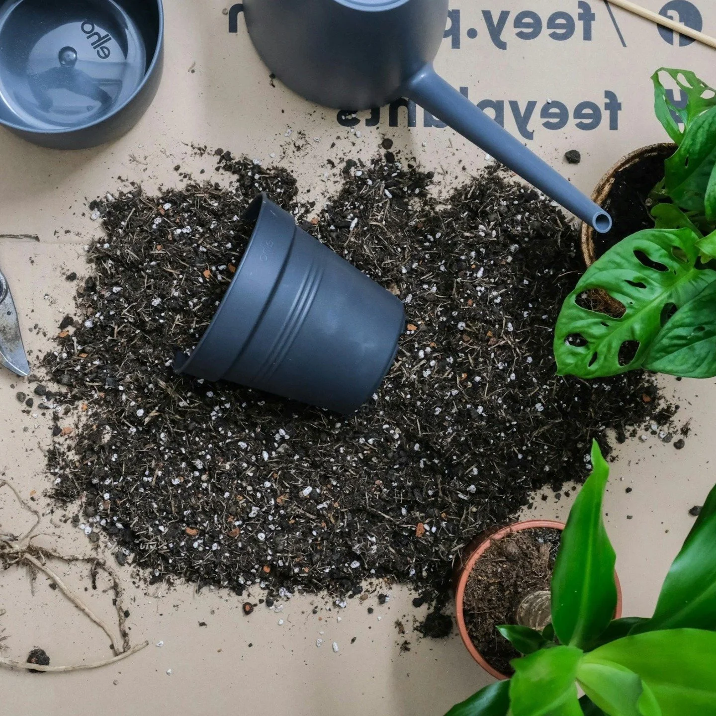 REPOTTING PARTY THIS WEEK!

🚨 This is your *last chance* to have us help you repot your plants before the snow flies. 

🌿 Happening WEDNESDAY &amp; THURSDAY, drop in anytime between 11a-5p with as many plants as you&rsquo;d like repotted, $10/plant