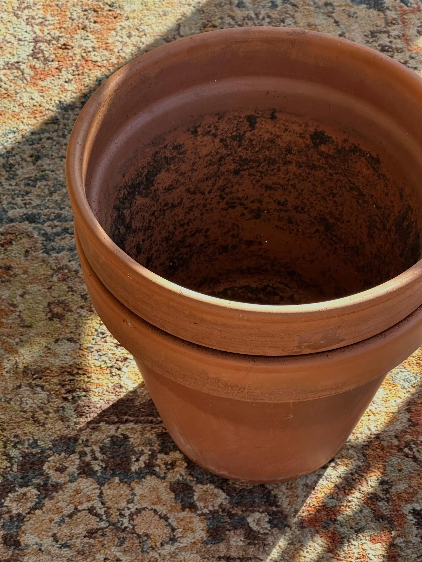 This goes out to anyone who thinks they don&rsquo;t have a &ldquo;green thumb.&rdquo; 

Anytime someone tells me this, my response is one of two things:

1) If you only knew how many plants *I&rsquo;ve* killed. 
2) If you aren&rsquo;t killing a few p