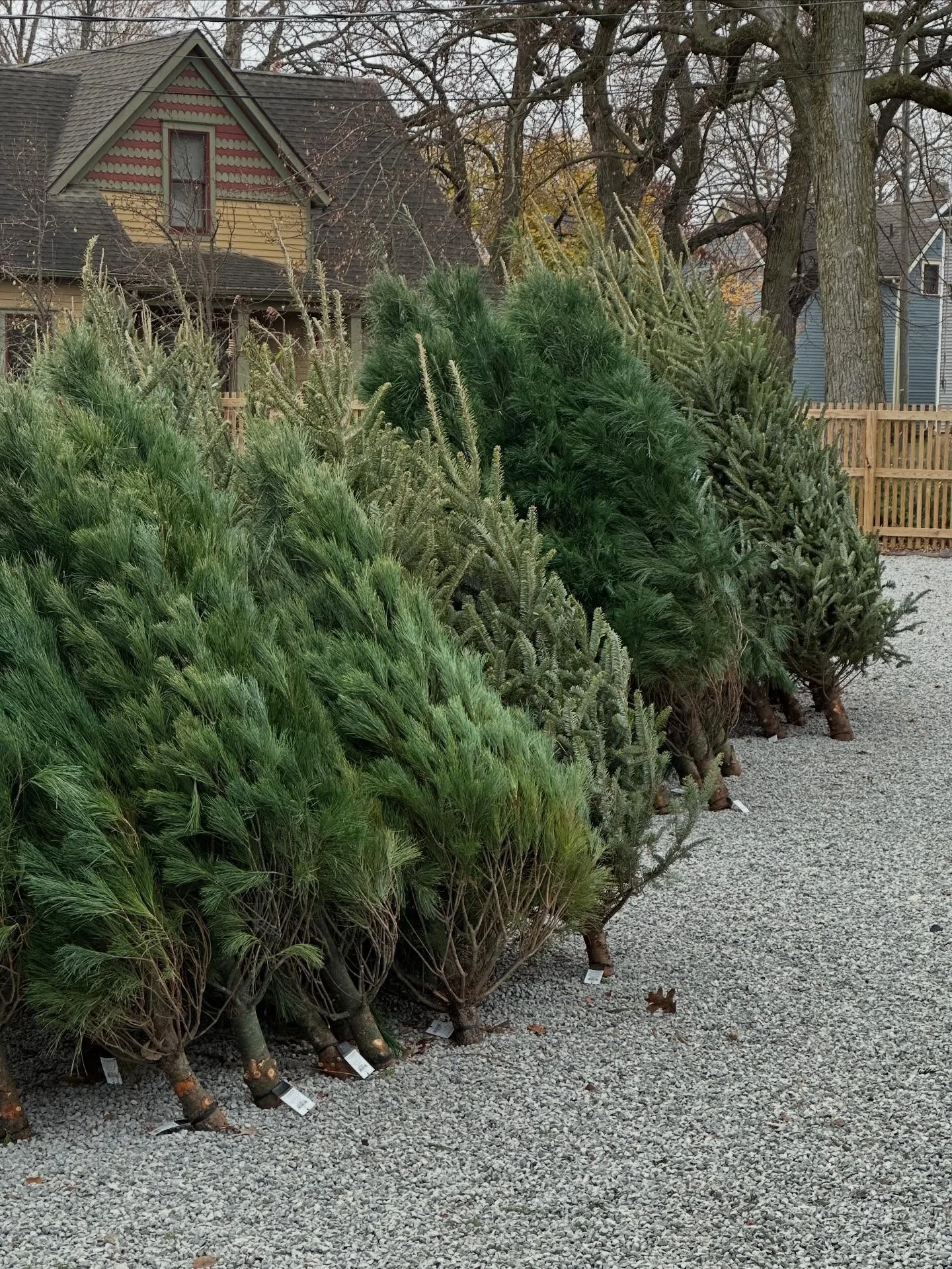 🌲 NEWS &amp; HOLIDAY HOURS!

It&rsquo;s time to share some details for what&rsquo;s going to be a big weekend at Botany &amp; Co.!

🛍️ First, let&rsquo;s talk Shop Local Saturday (aka Small Business Saturday). We&rsquo;ll be OPEN our regular Saturd