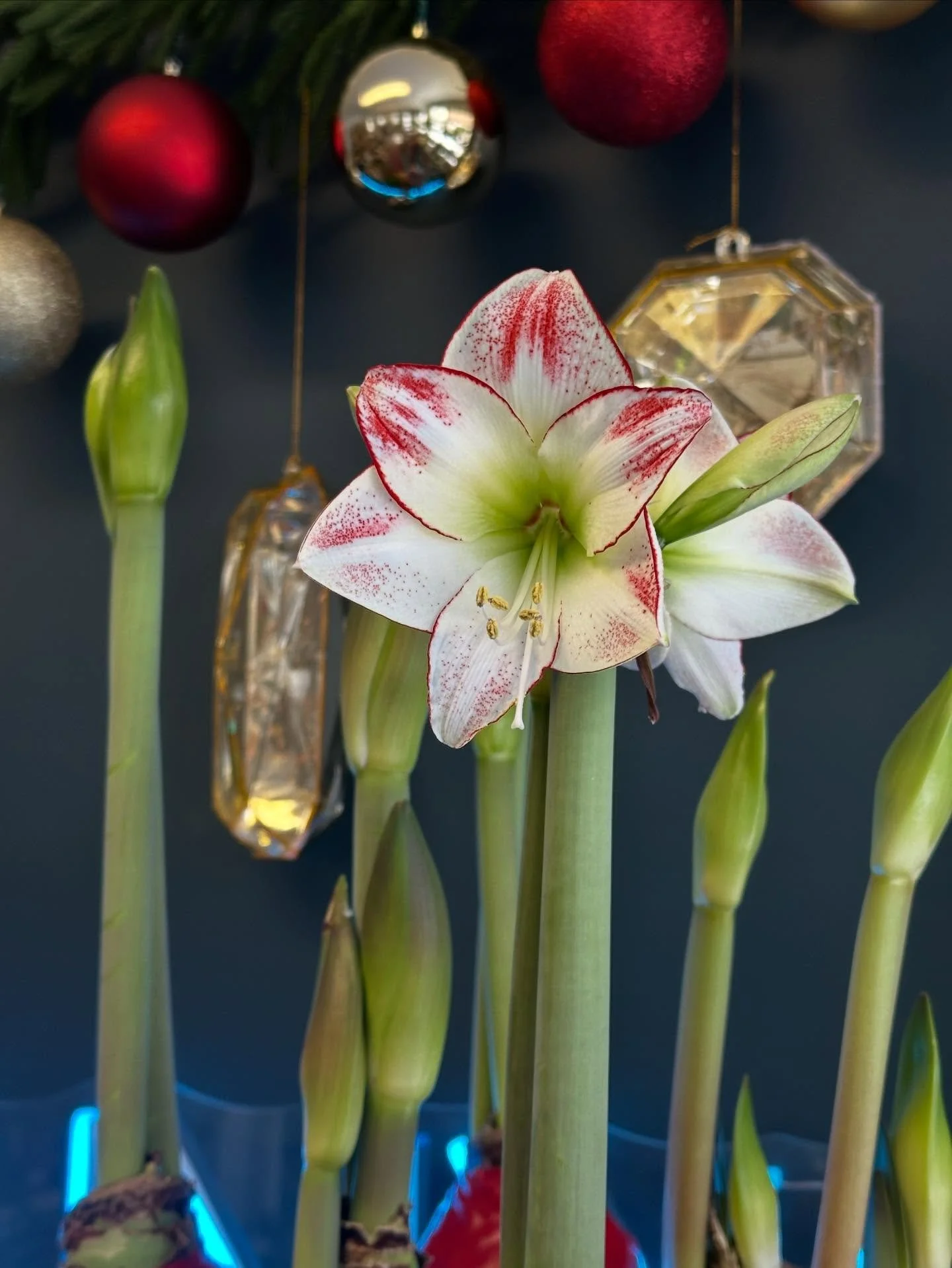 🗓️ IMPORTANT NEWS!

Hey there, plant lovers. This is a quick note to remind you the Shop will be CLOSED tomorrow, Wednesday, December 3, for a private event. 

If you were planning to head over for your holiday shopping, worry not! You can shop our 