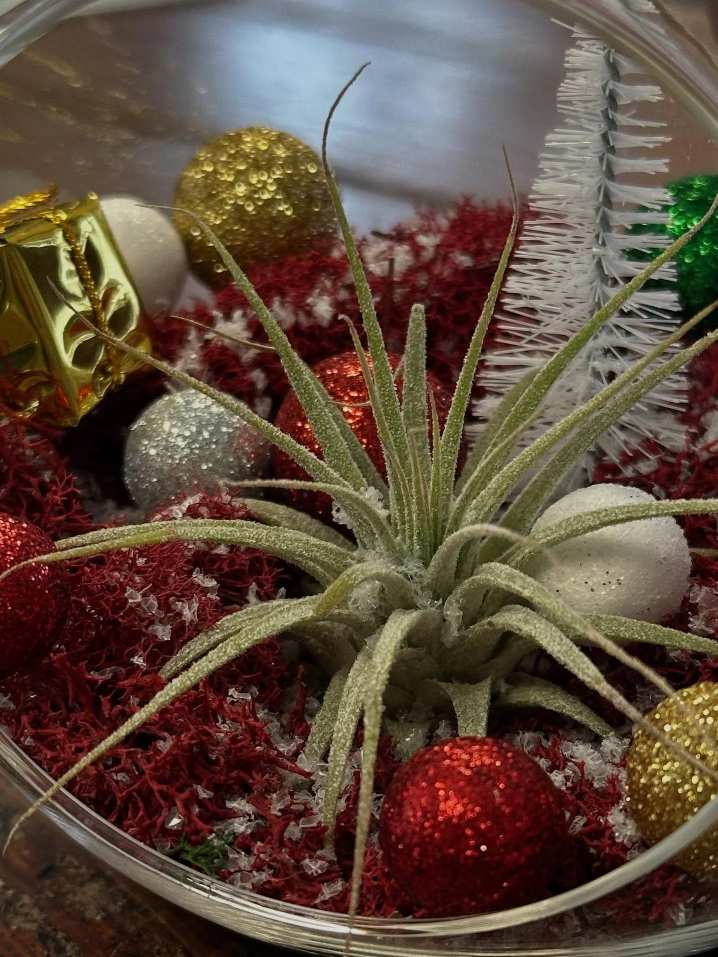 Are these not the most adorable festive air plant ornaments and gifts? @aris_safari outdid herself with these! Stop in soon to snag one for your own holiday decor.