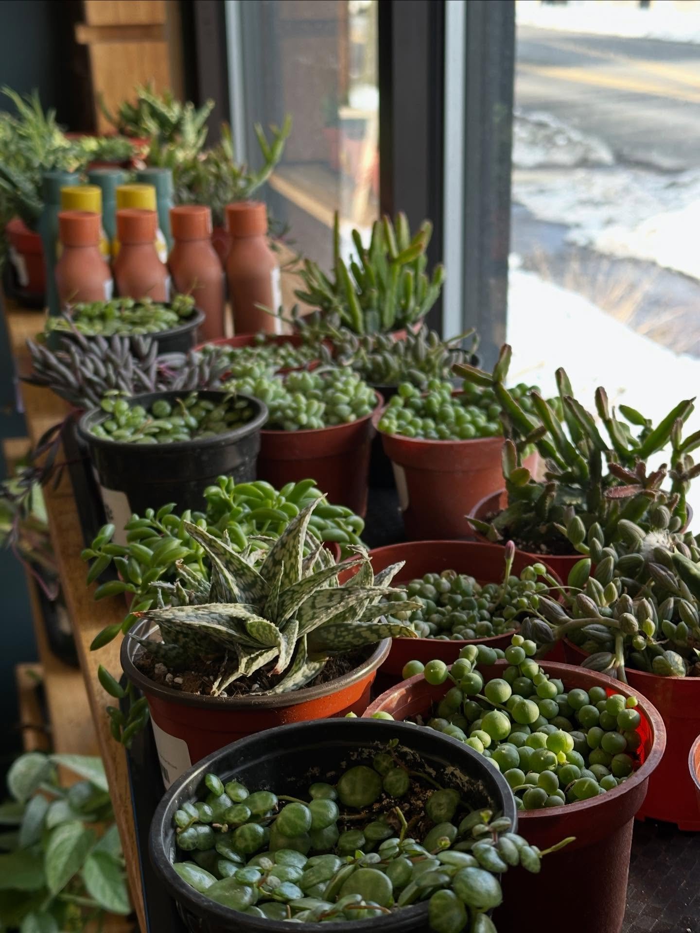 NEW PLANTS 🪴!

The front windows are stocked to the brim with so many new treasures, from succulents and &ldquo;strings of things&rdquo; to tons of tiny and adorable tropical plants, great for Terrarium building or just because. They&rsquo;re small 