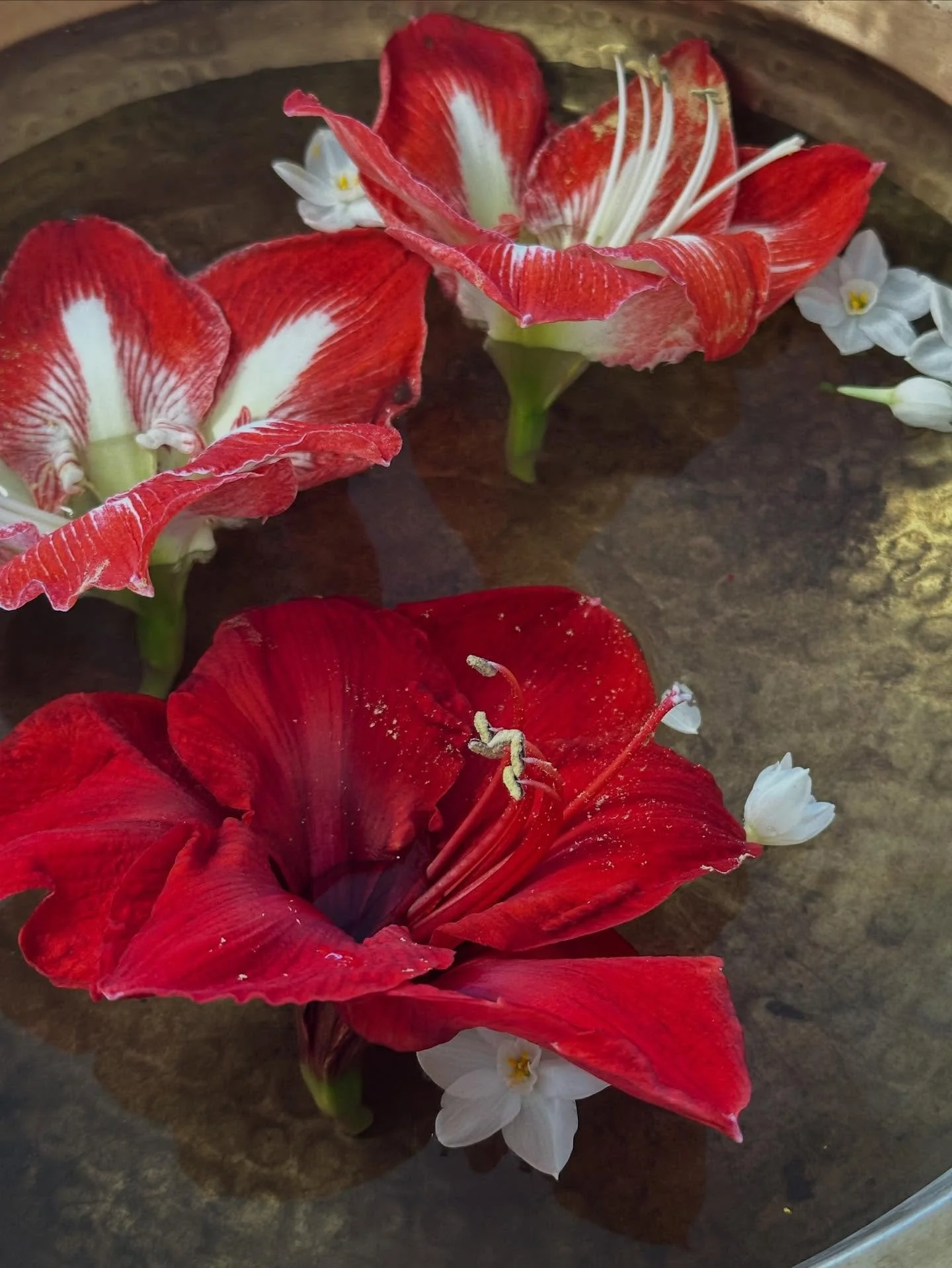 Our AFTER CHRISTMAS SALE begins today! This is &ldquo;our biggest sale of the year&rdquo; (if you&rsquo;ll pardon the big box store parlance). But, it&rsquo;s true - plenty of gorgeous goods are looking for their final, forever home. 

Enjoy 25-50% o