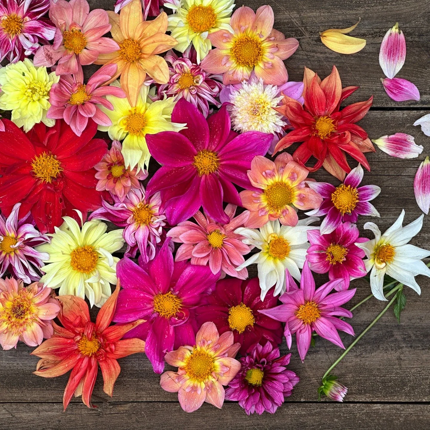 Lately, I've been dreaming of flowers. 

2026 will be a year filled with flowers, and today I am *STOKED* beyond measure to share details for this year's Flower Subscriptions.

First, the biggest news: we're introducing two new pickup locations, incl