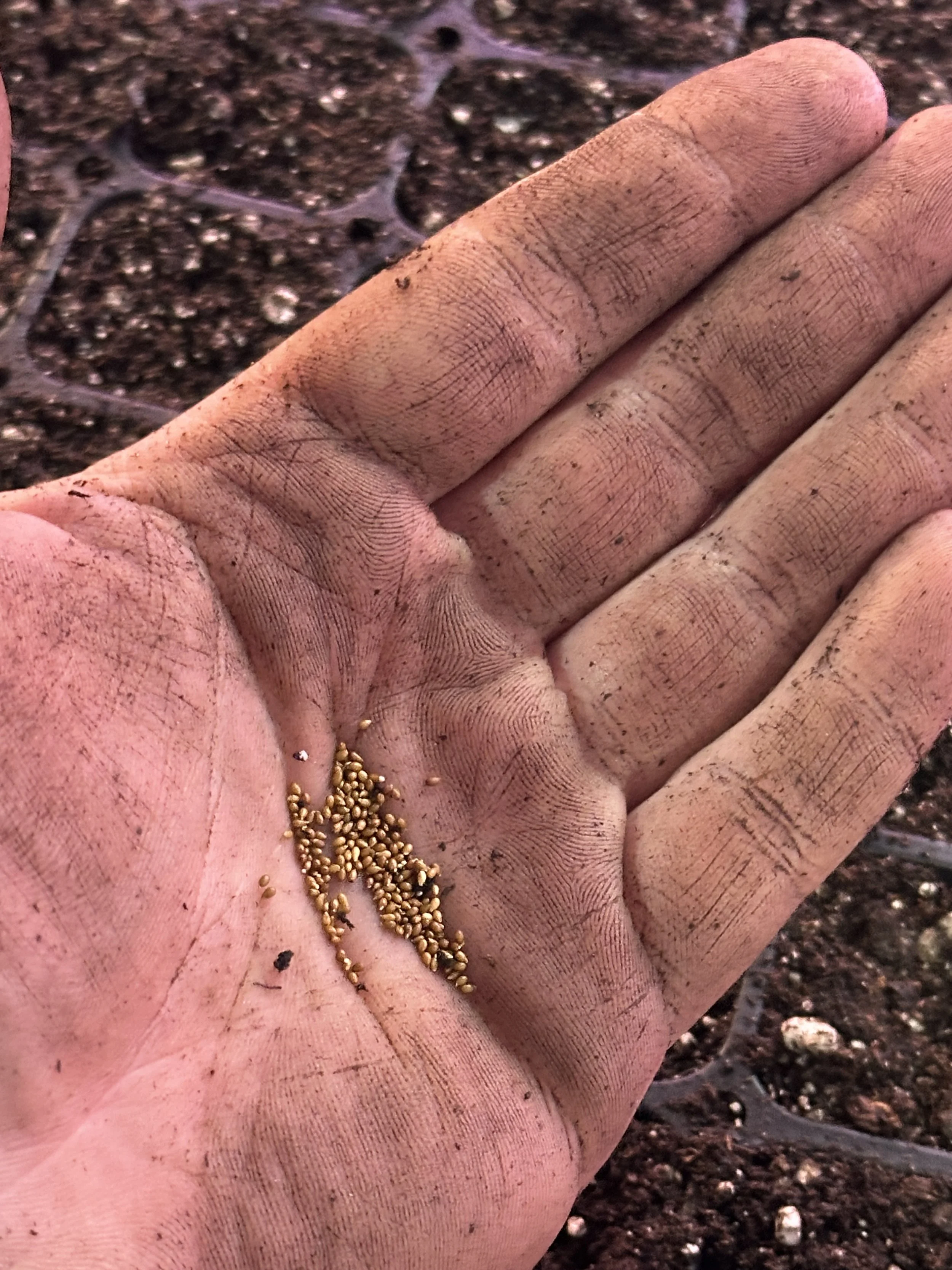 Community Seed Exchange