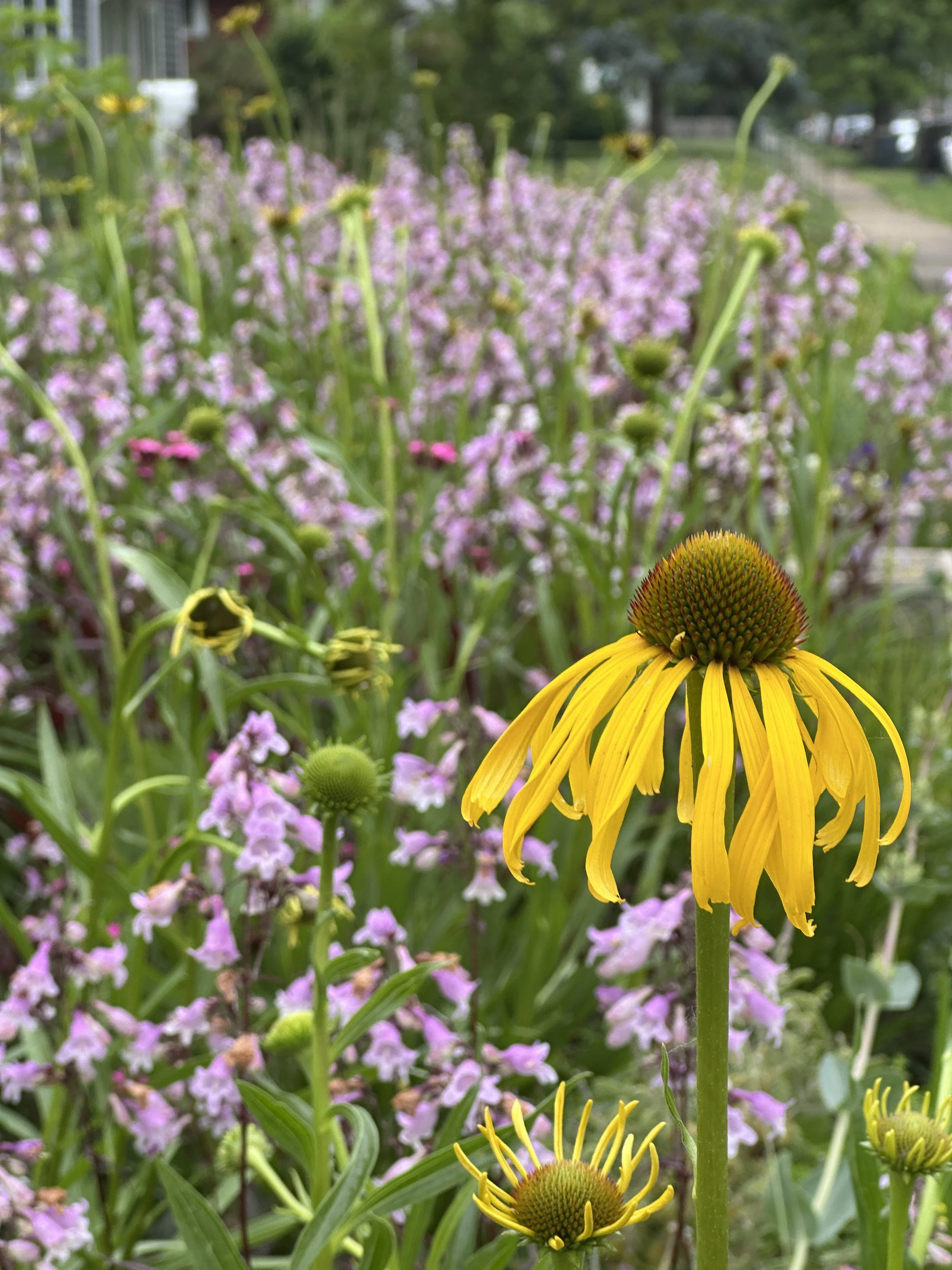 I Turned Our Lawn Into a Meadow