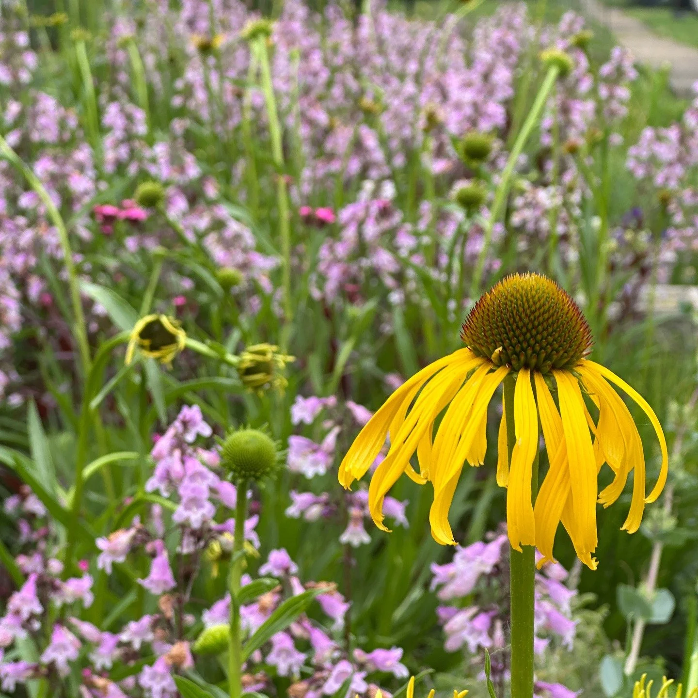 I just published what might be the longest blog post I've ever written: and it is packed to the brim with nuggets of knowledge that I am *so excited* to share with you. 

Back in 2021, I started turning our lawn into a meadow.

And it&rsquo;s been aw