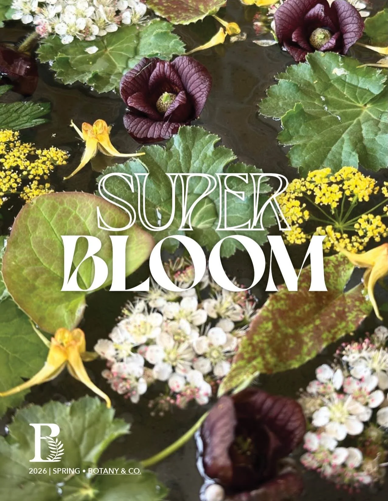 Three weeks ago as I was thinking about how we would share the spring plant list for The Lot Next Door, I scribbled down a few ideas in a notebook under the header of &ldquo;Superbloom&rdquo;. 

Even then, I didn&rsquo;t realize what this would becom