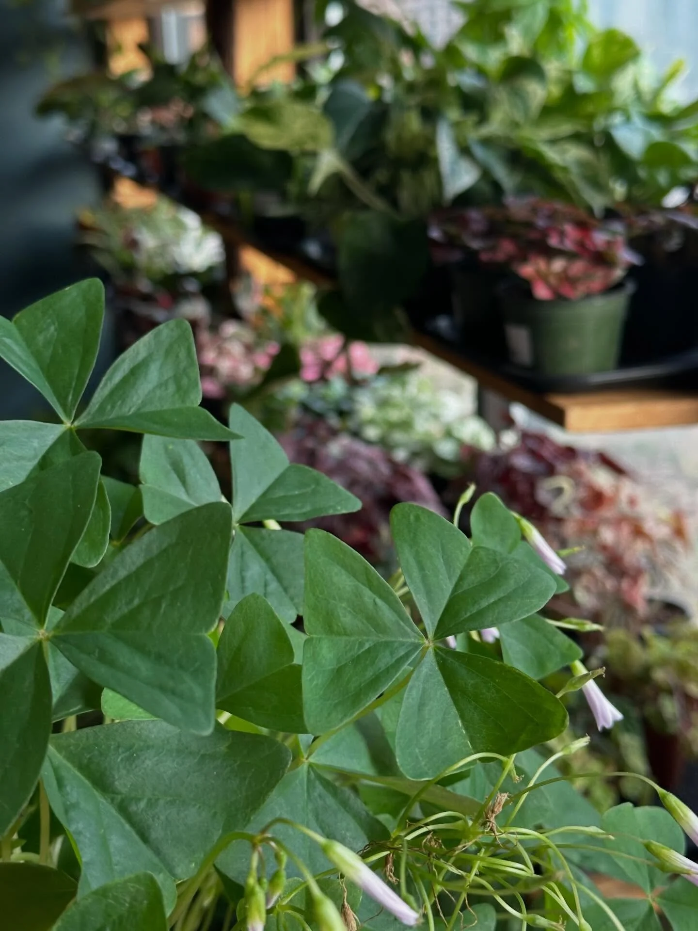 With any luck I&rsquo;ll see you in the Shop today, yeah? ☘️