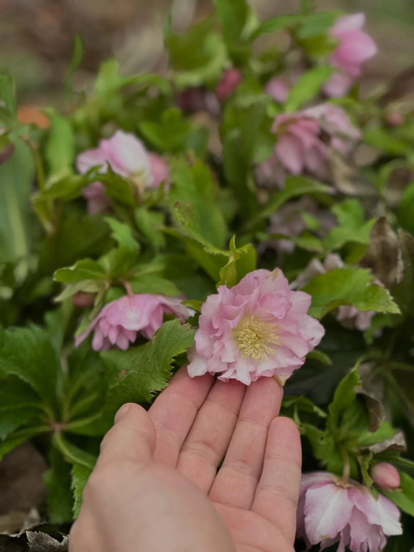 A glimpse at life right now. 

The last few days have felt like a whirlwind. Quite literally, with wind gusts topping out near 70 a day ago. My anxiety was running high all day as I worried about what I would find when I got back to the field. And tu