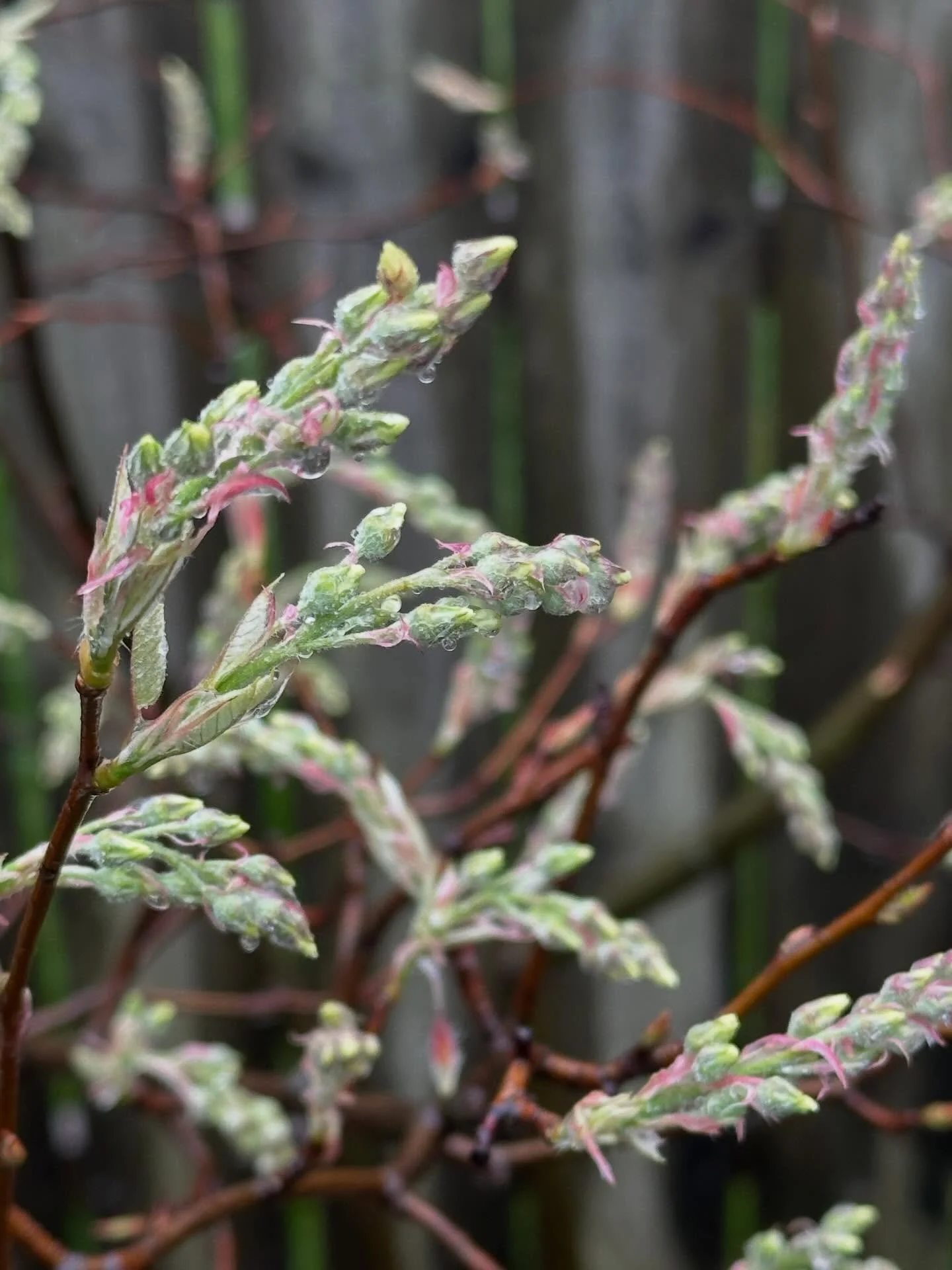 Hey there, plant lovers. Happy Easter! The Shop will be open today, closing an hour early, if you&rsquo;d like to sneak in one final shopping adventure of Customer Appreciation Week. There are still have a few mystery bags and free plants up for grab