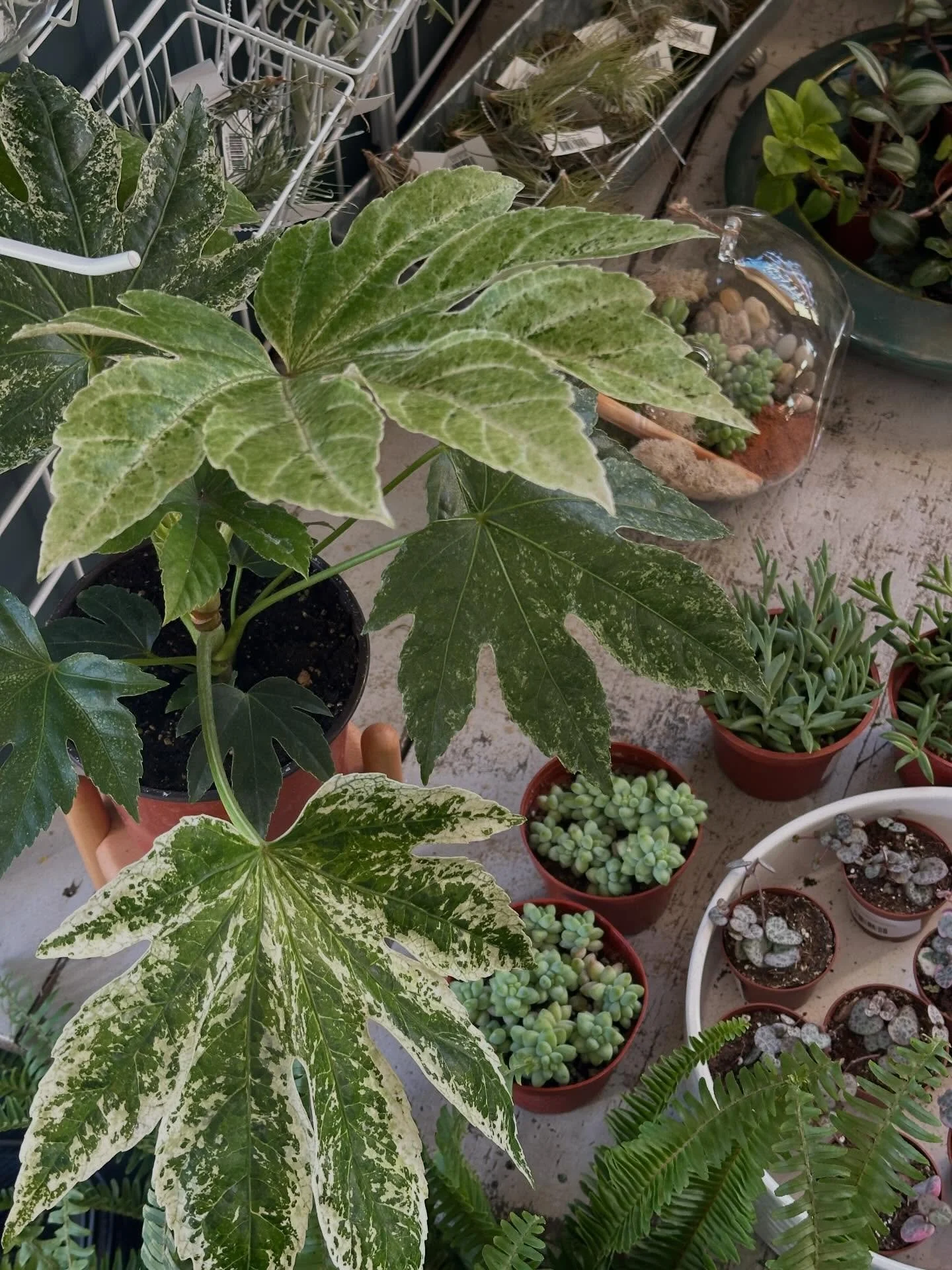 Uhmmm, so, you thought we were done with the plant restocks? Think again 🫣😅

Just in time for the weekend, more beauty is hitting the floor and we have some things we&rsquo;ve never had before including these GORGEOUS new Fatsia, Euphorbia, summer 