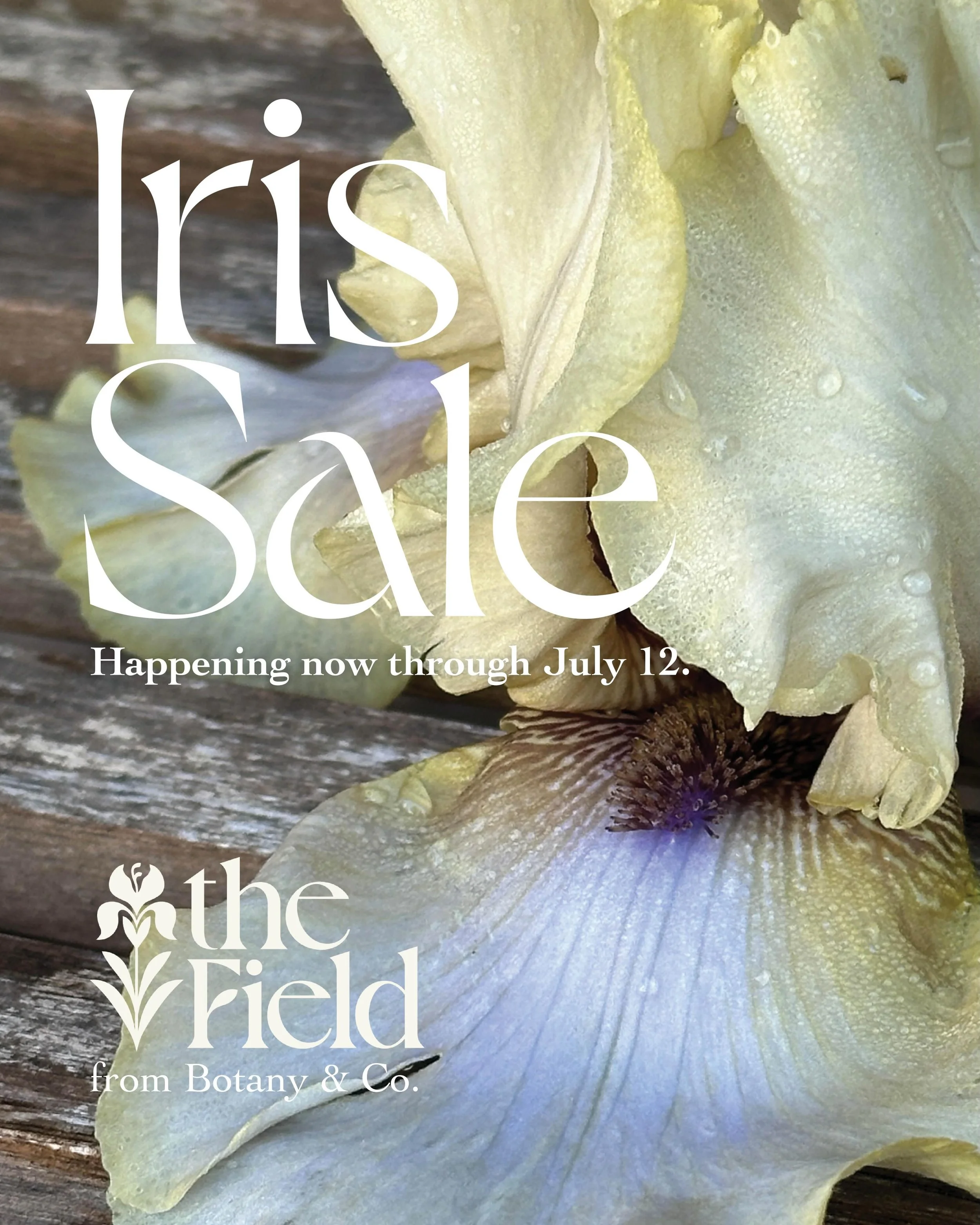 The 2026 Iris Sale is in full effect and I&rsquo;ve already sold out of a few low-stock gems. These gorgeous plants are grown right here in our own backyard in South Bend, and you can opt to pick them up, or I&rsquo;ll ship them to you!

Iris are one