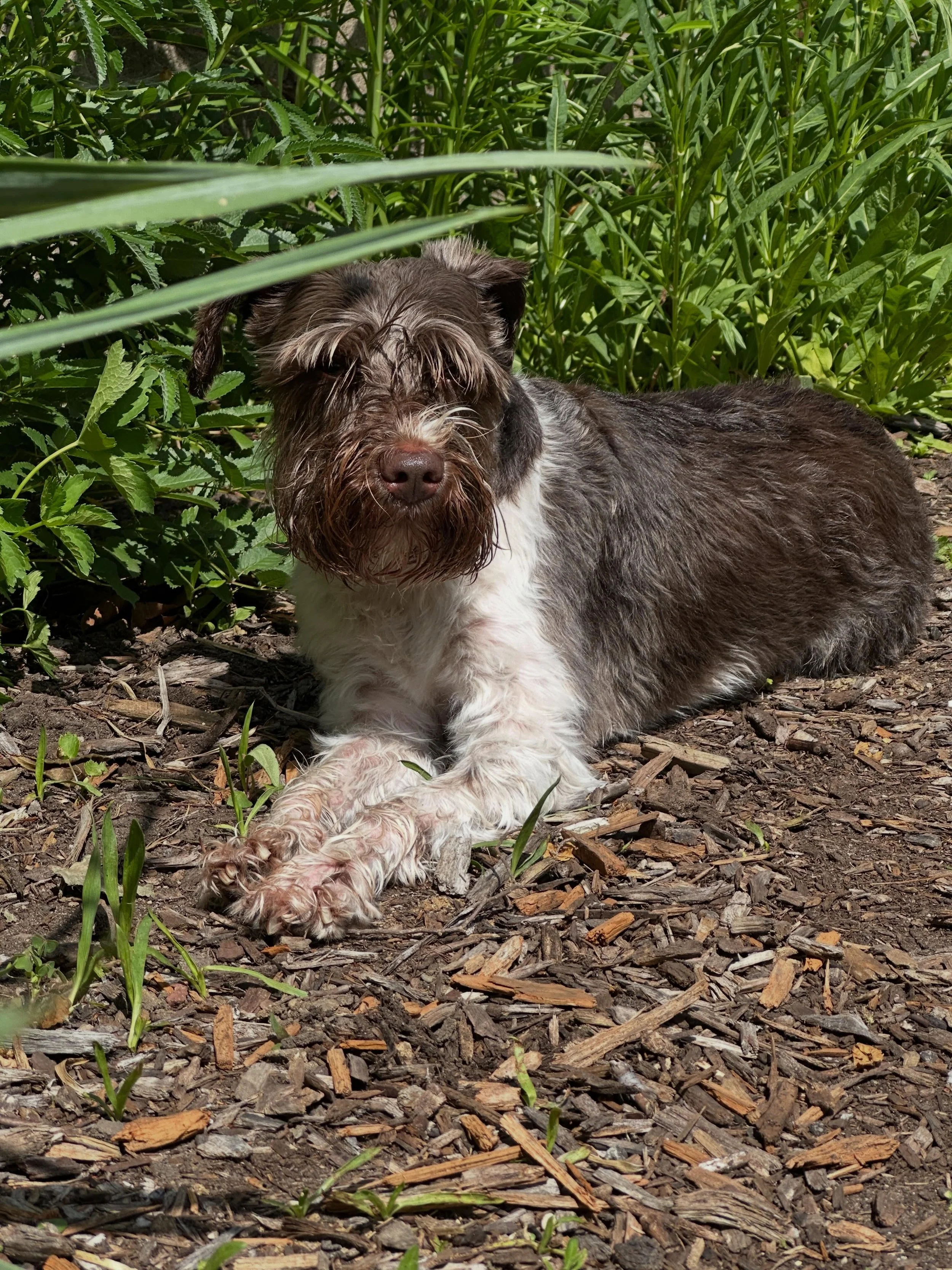 Monty is here to remind you that the shop is OPEN today, Monday, July 6, and the Plant Pride Encore Sale continues. Stop by between 11-4 to check out the goods. 

Ari will be in the shop today and I&rsquo;ll be working from home, which means this scr