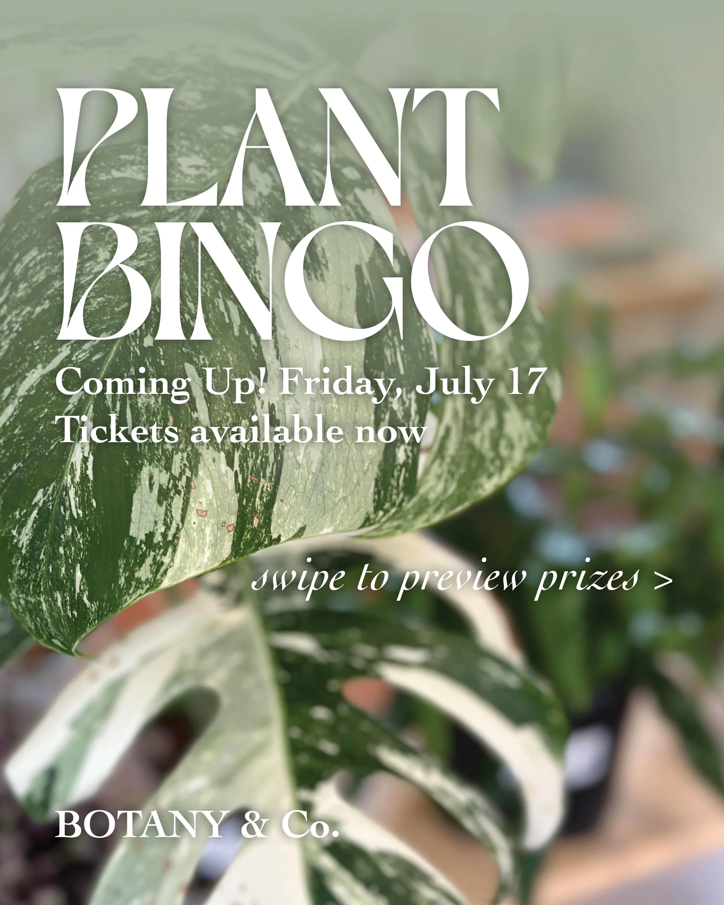 Do you have your tickets for Plant Bingo yet?! If not, consider this your &ldquo;less than a week left&rdquo; alert to reserve your spot, and we have only 20 tickets remaining! 

Rumor has it there will be a big and beautiful Monstera &lsquo;Albo&rsq