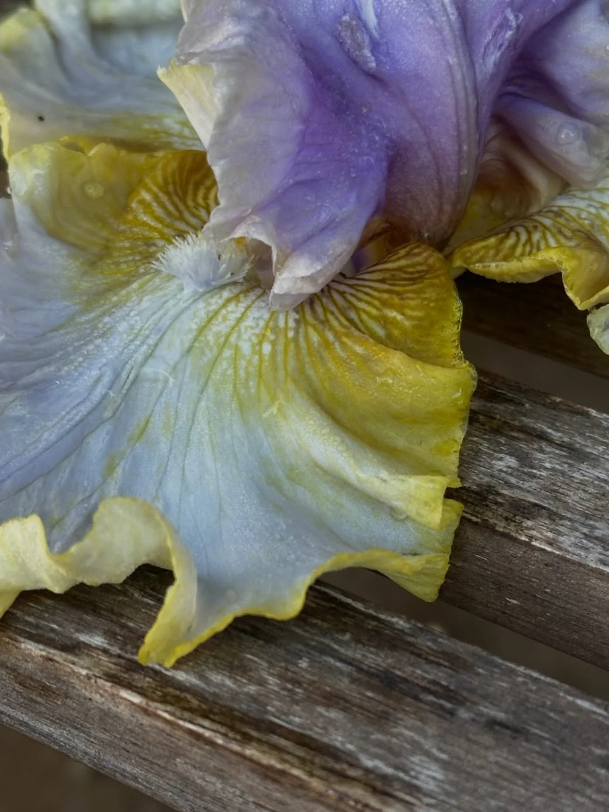This is the *last and final call* to snag your iris for 2026. Ordering closes tonight (Sunday, July 12) at midnight - and then, the fun REALLY begins as I start working on digging and preparing all of your orders. ✨🫶

There are 24 stunning varieties