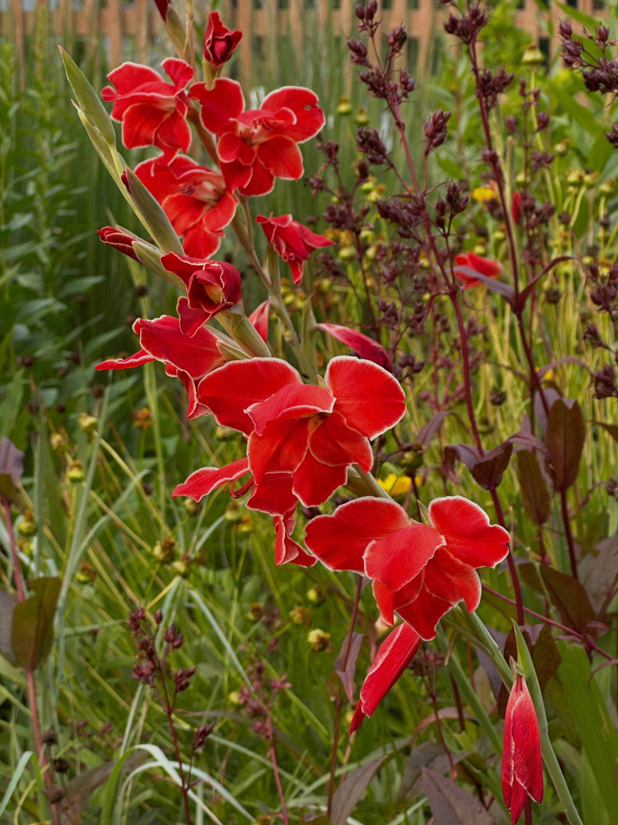 The gardens around the block continue to evolve as summer marches on. The hardy species Gladiolus are really putting on a show, and the alliums are beginning to bloom en masse. The pollinators are thrilled and abundant. The Field is finally coming in