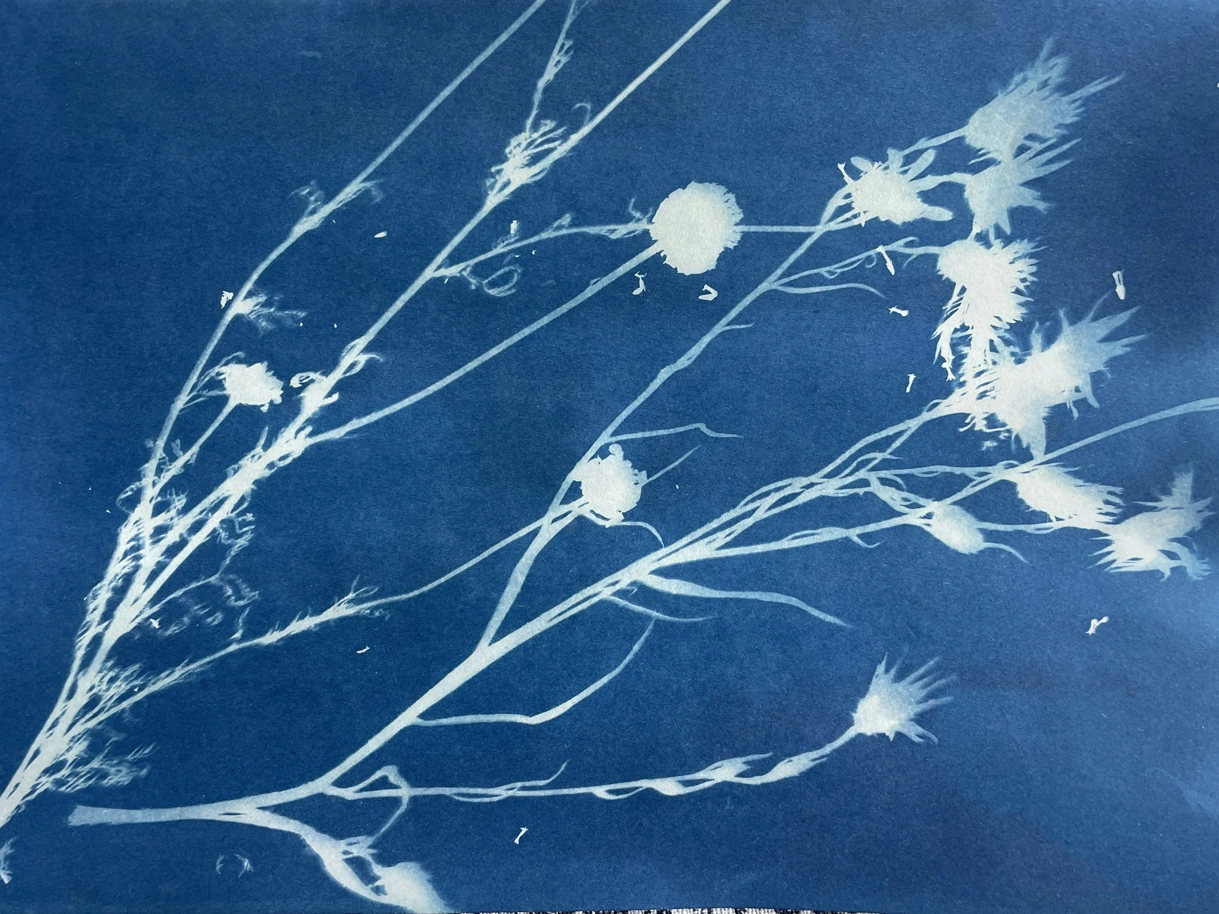 SUPERBLOOM Monthly Meet Up: Botanical Cyanotypes