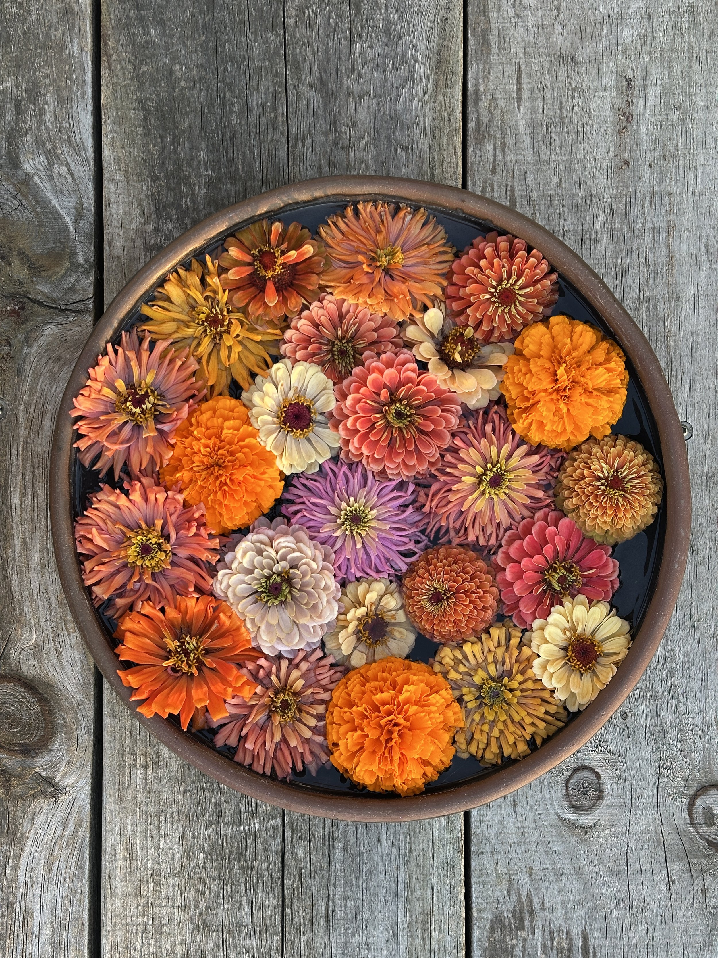 A Day for Dolly: When A Flower Grows Wild