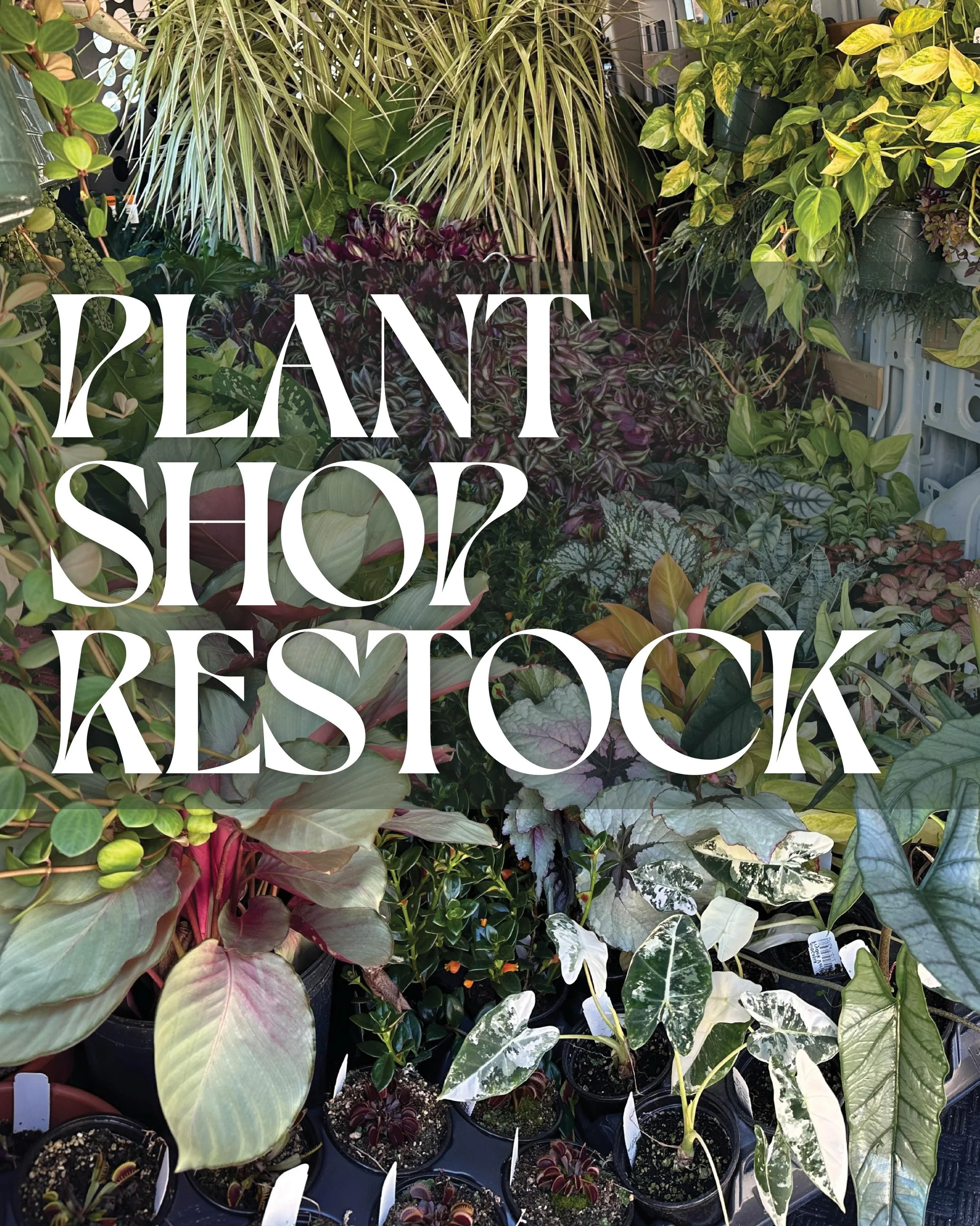 This is the biggest plant restock we&rsquo;ve had&hellip; in months? Swipe through for a full list of the new arrivals. I honestly can&rsquo;t remember the last time *this many* new plants came in all at once. Whew. 

Carnies. Philos. Begonia. Alocas