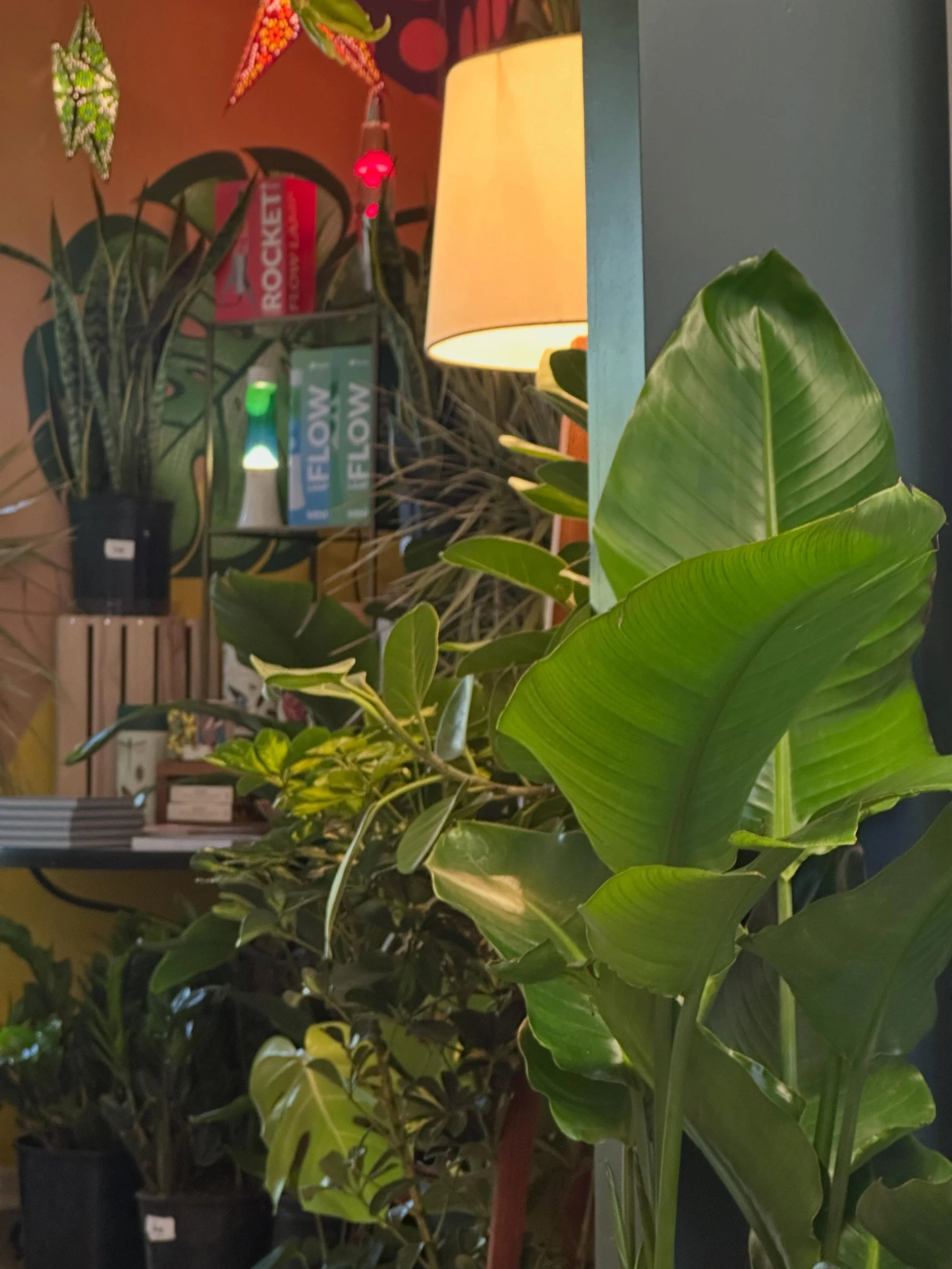 I wasn&rsquo;t planning to share this with you so soon, but you know what? Why not ☺️

&ldquo;Going with the vibe&rdquo; is a big theme in this room. With the big plant restocks this week, I simply needed more space. A late night text/summons to my d